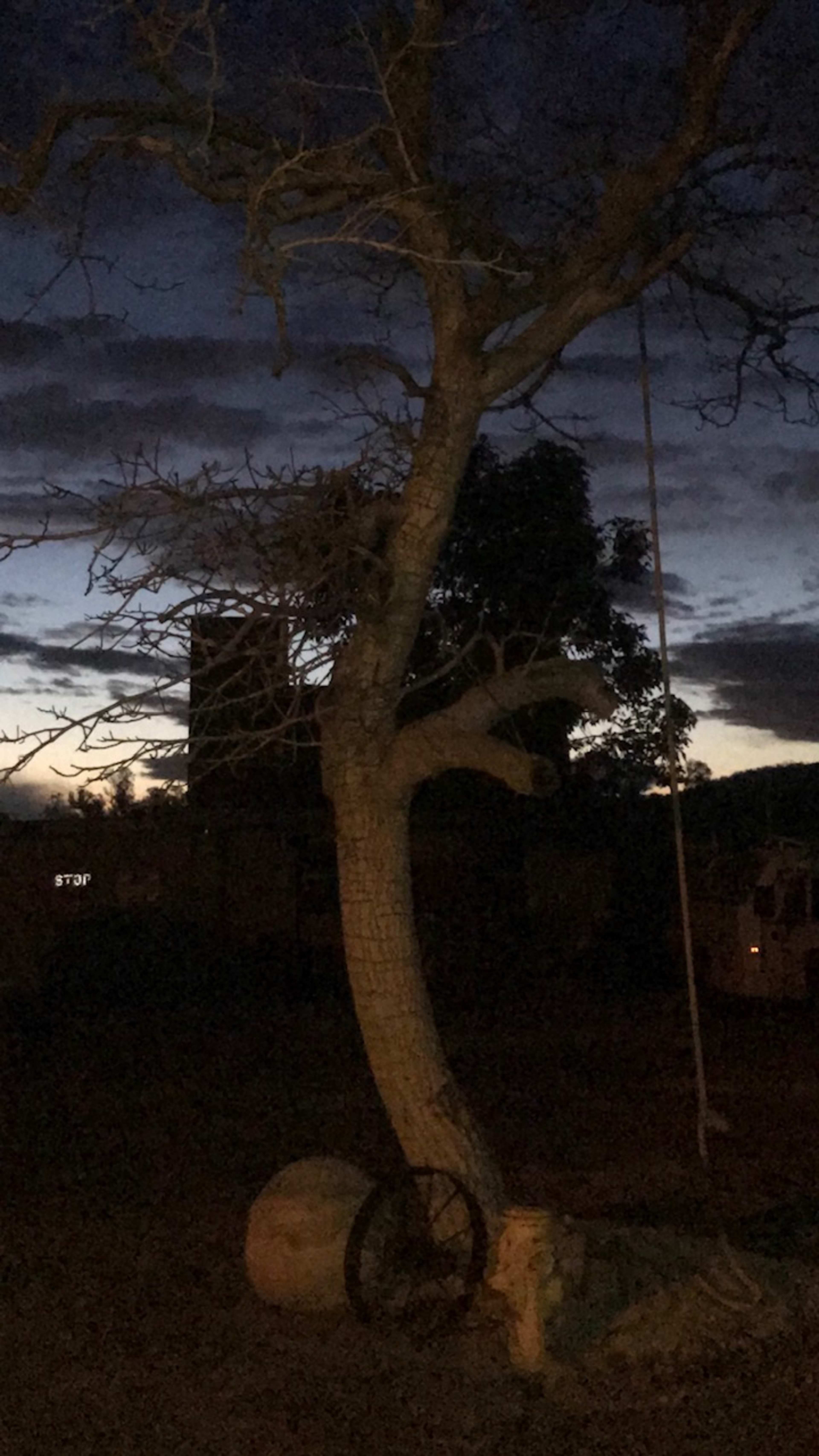 A bare tree stands against a twilight sky with a wooden wheel resting nearby.