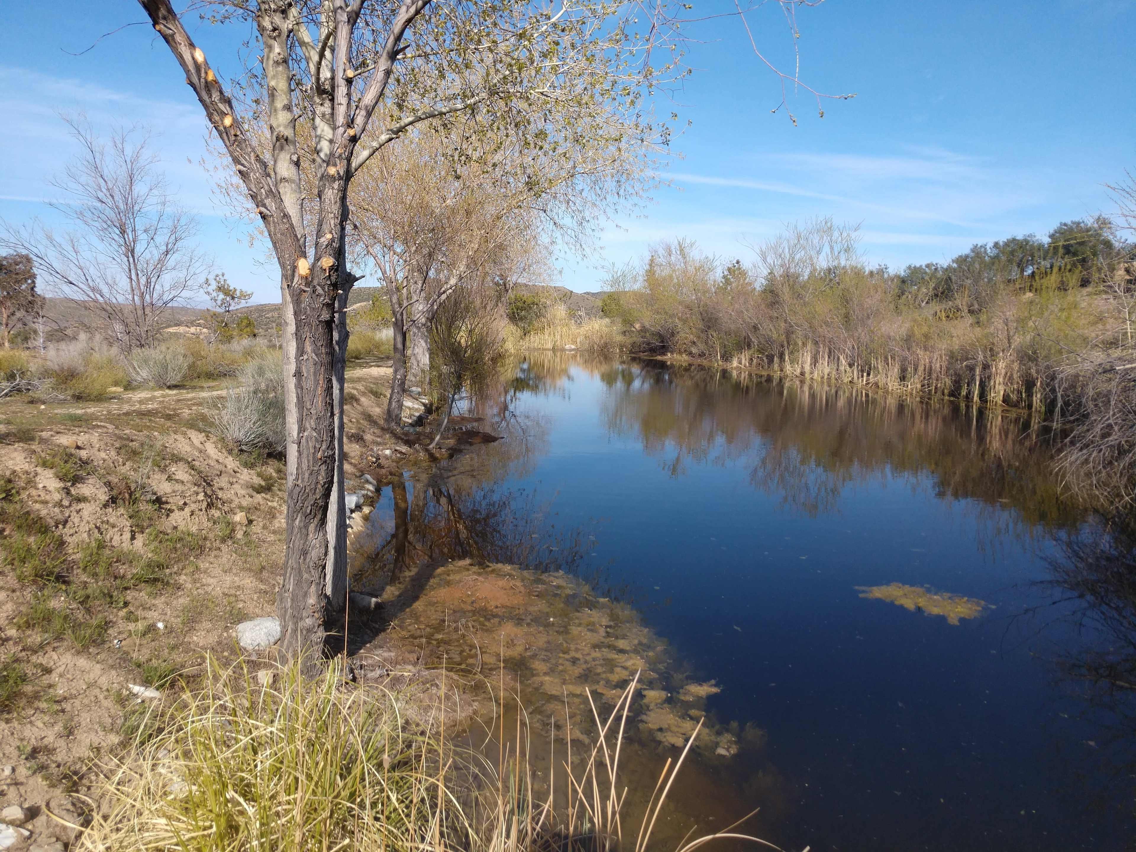 A calm, reflective pond is bordered by bare trees and patches of grass under a clear blue sky.