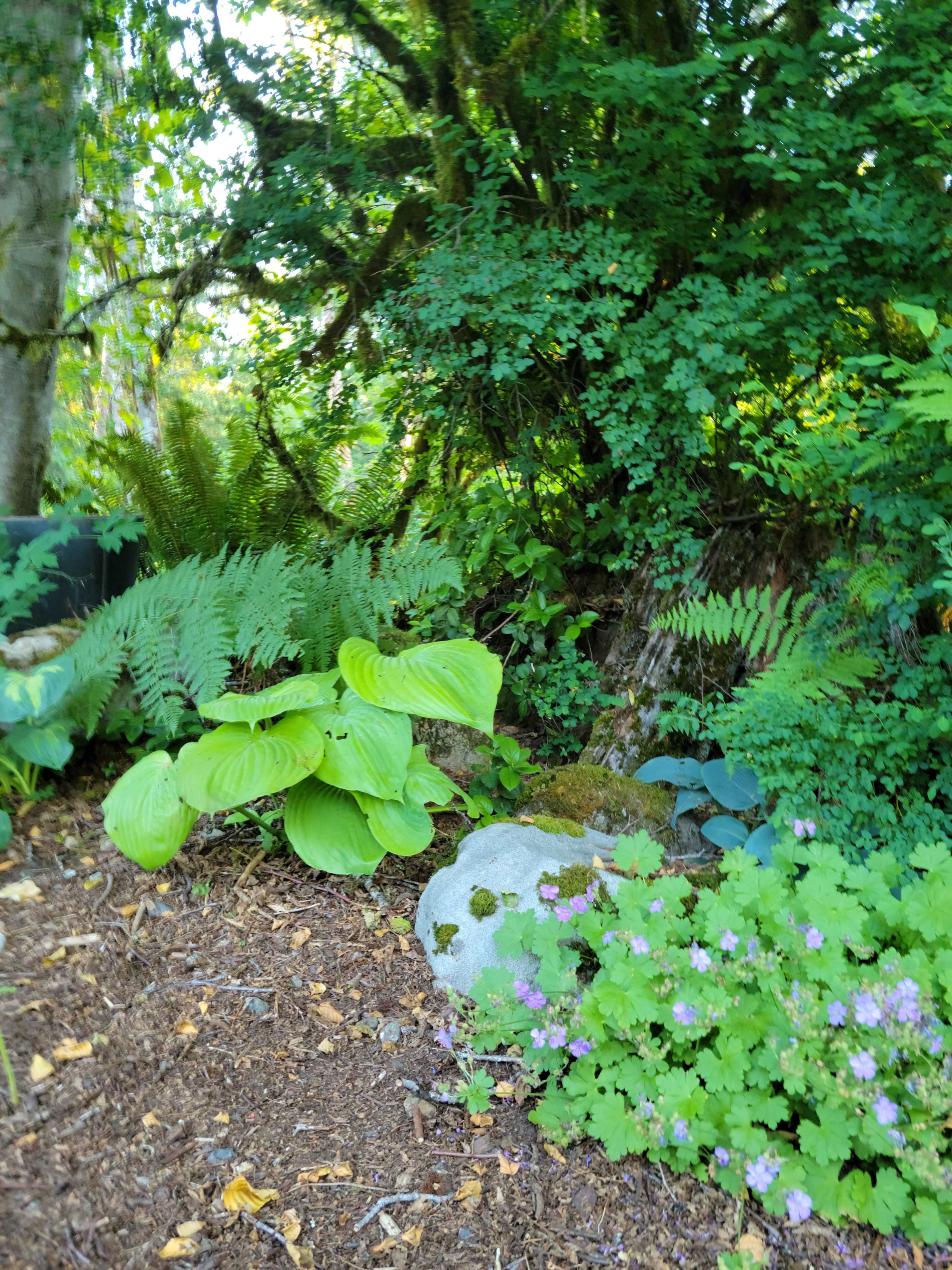 The image shows a lush garden area with various plants, including hostas and ferns, surrounding a large rock near a wooded backdrop.