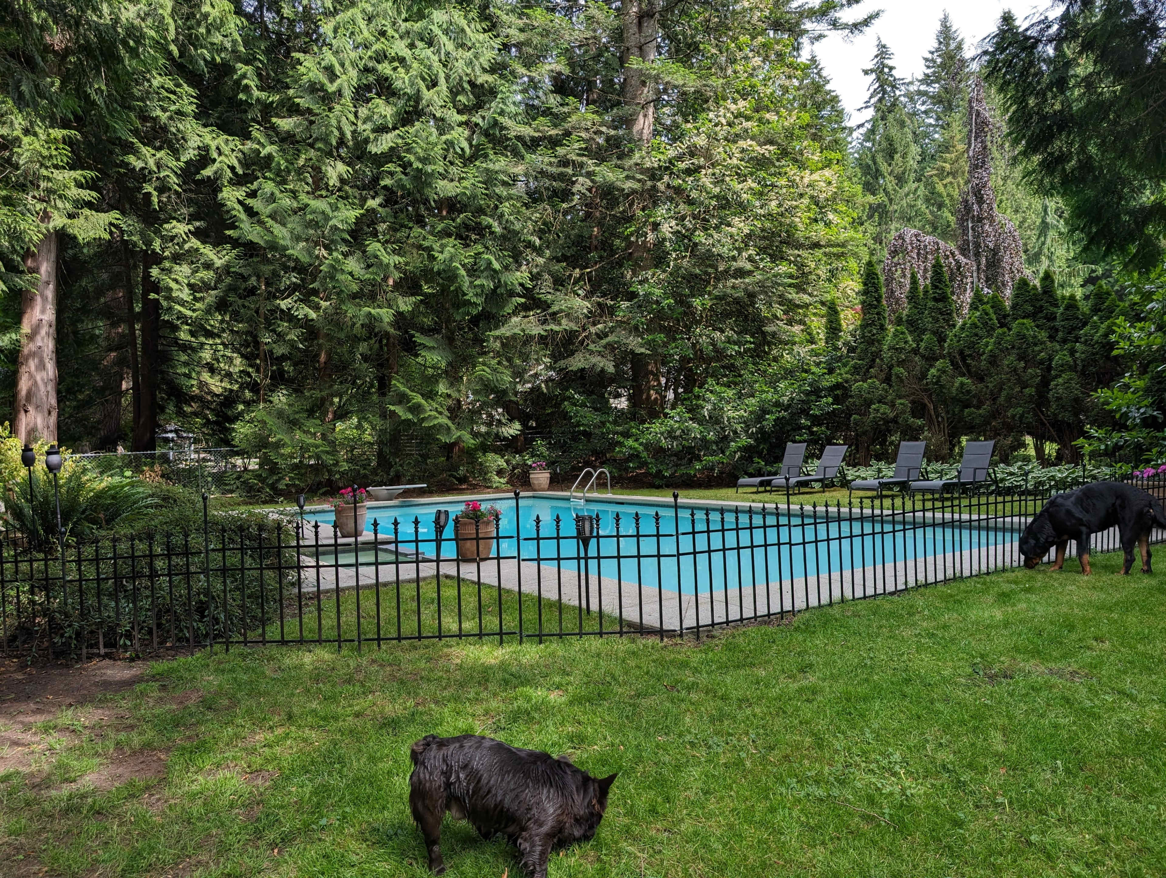 A fenced swimming pool surrounded by trees and landscaped greenery, with two dogs on the lawn nearby.