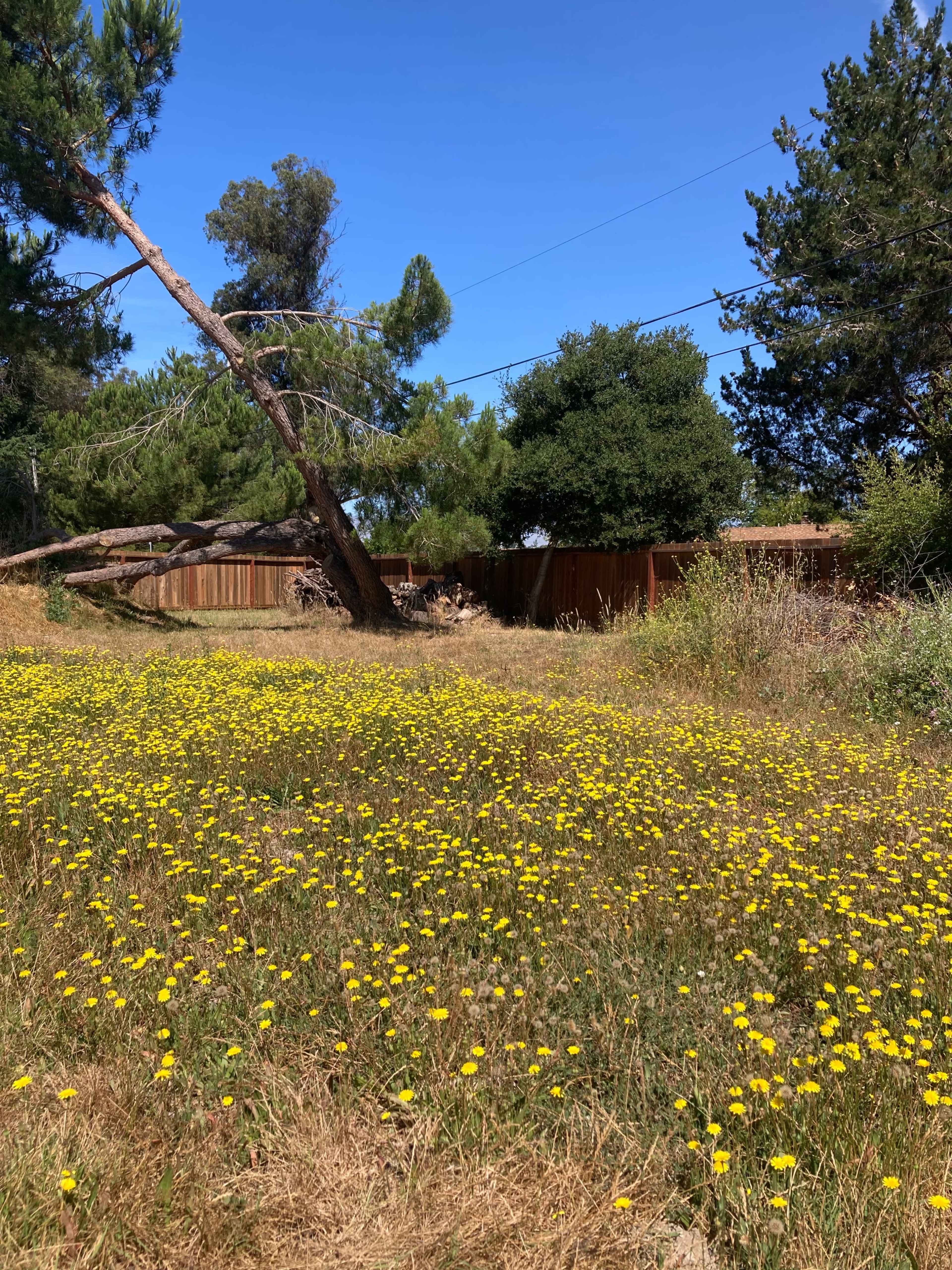 A field of yellow flowers covers the ground, with a leaning tree and a wooden fence in the background, under a clear blue sky.