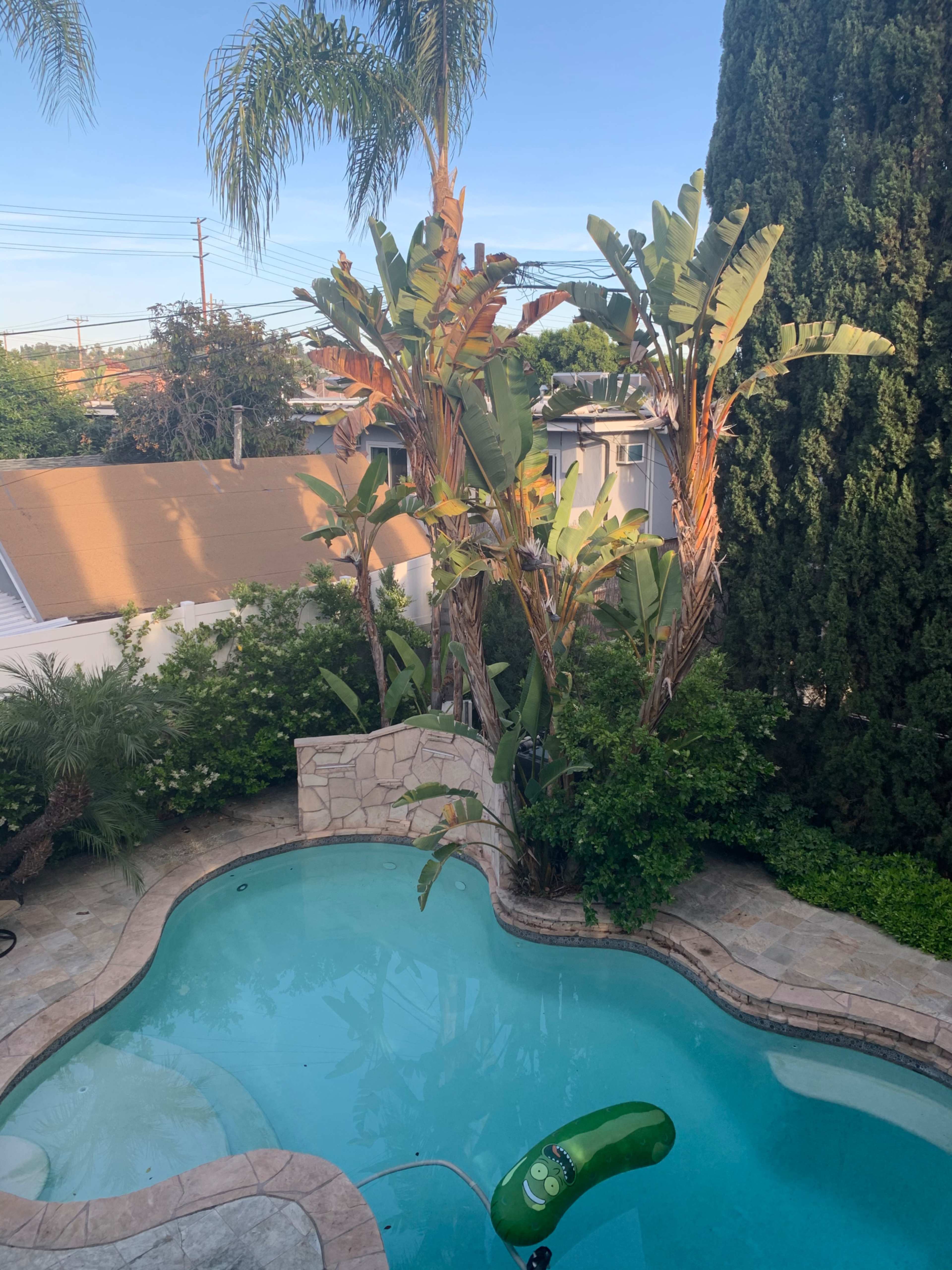 A backyard pool surrounded by palm trees and lush greenery.