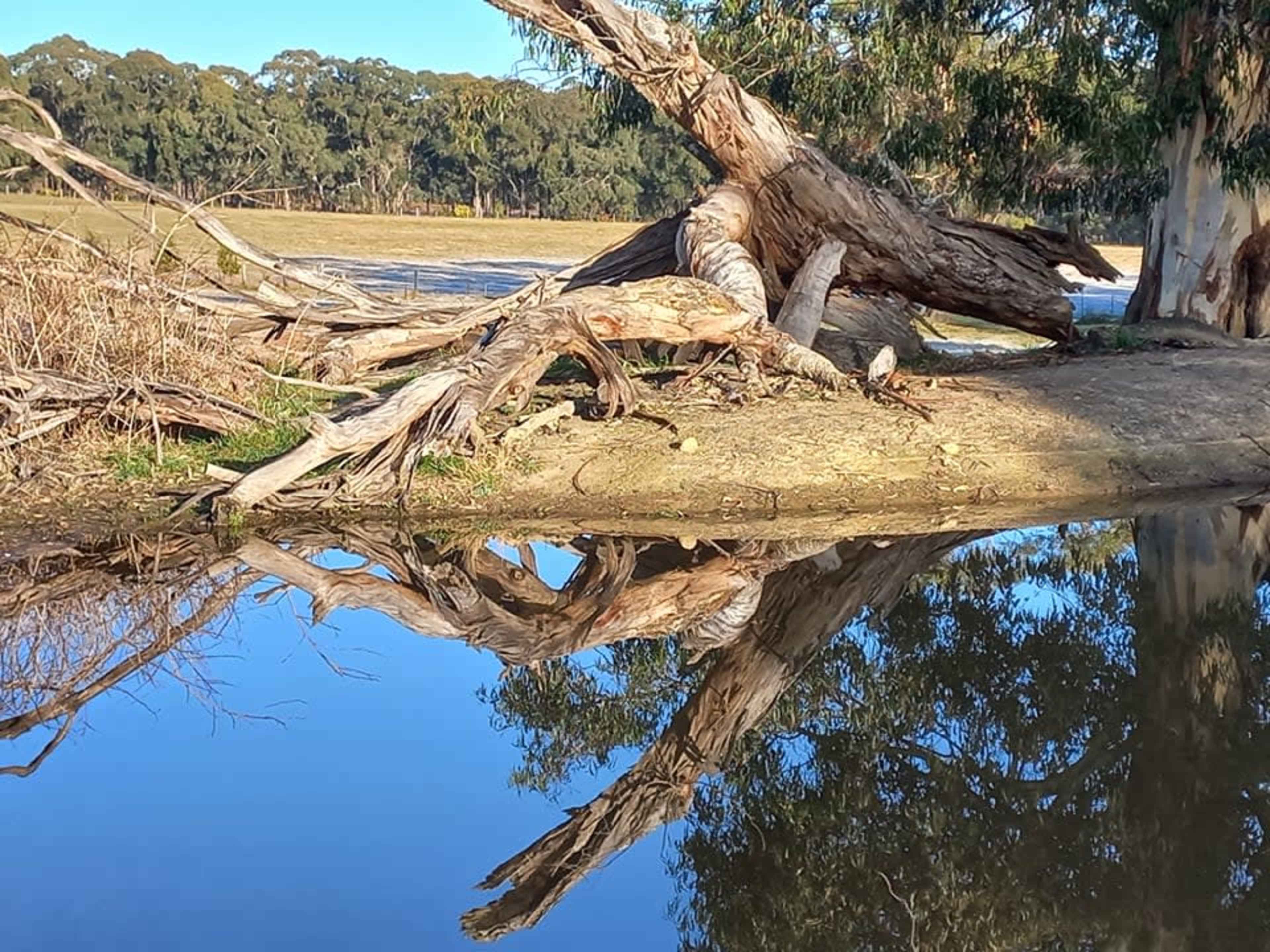 A large, weathered tree with exposed roots leans over a calm body of water, reflecting its image on the surface.