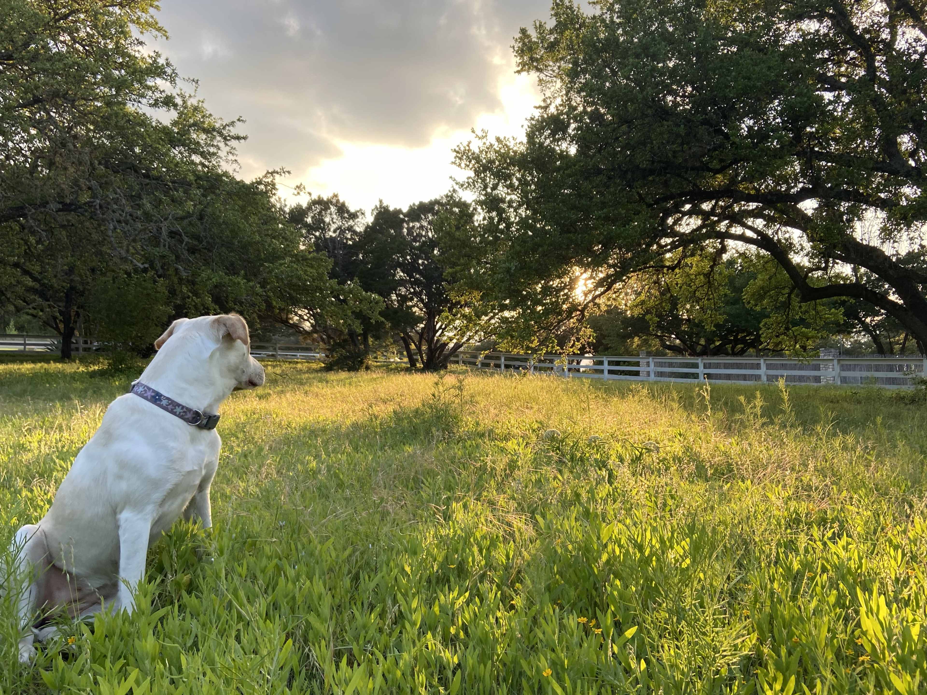 A dog sits in a grassy field, facing a sunset behind trees and a white fence.