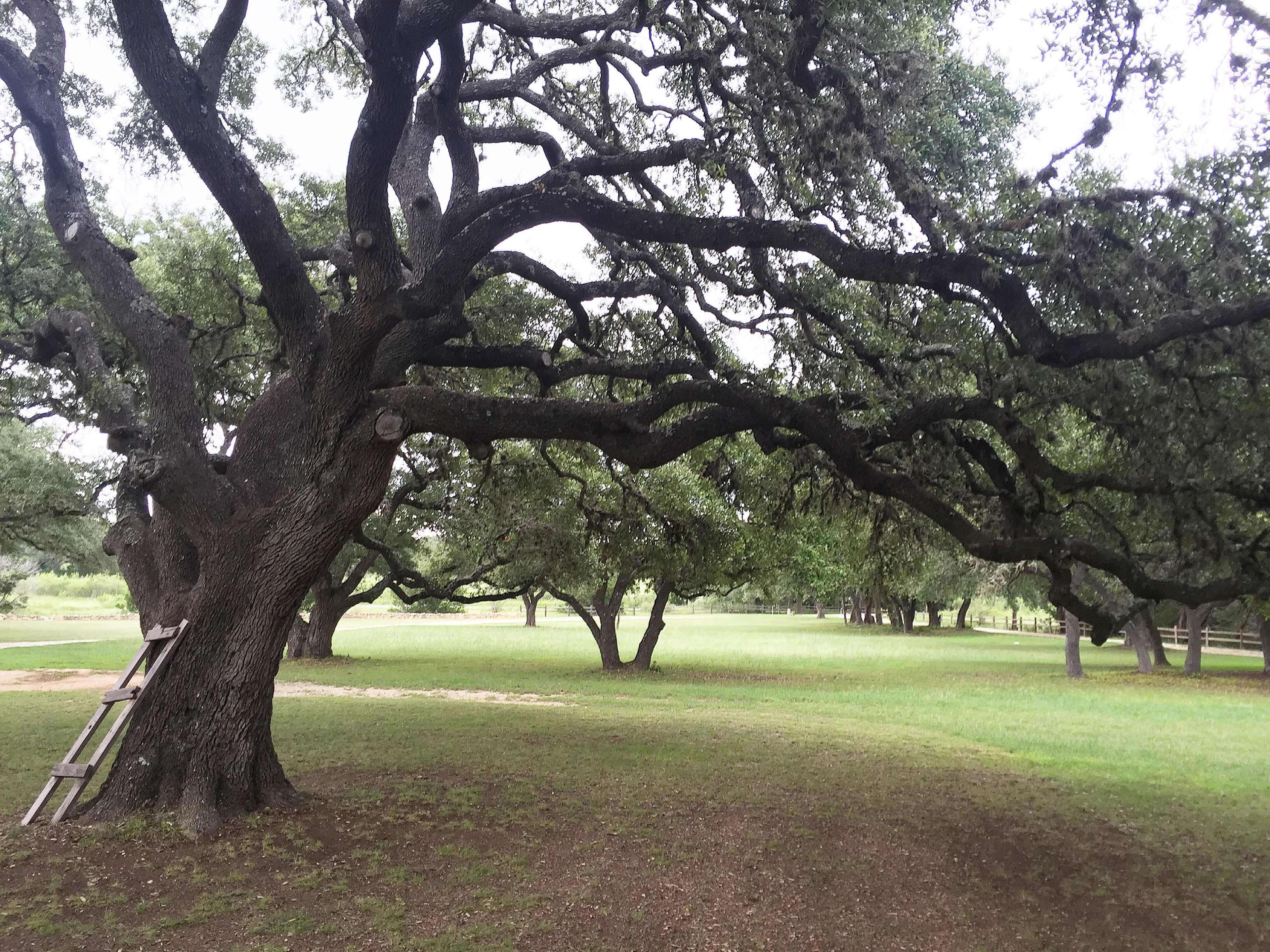 A large tree with expansive branches stands in a grassy area, with a wooden ladder leaning against its trunk.