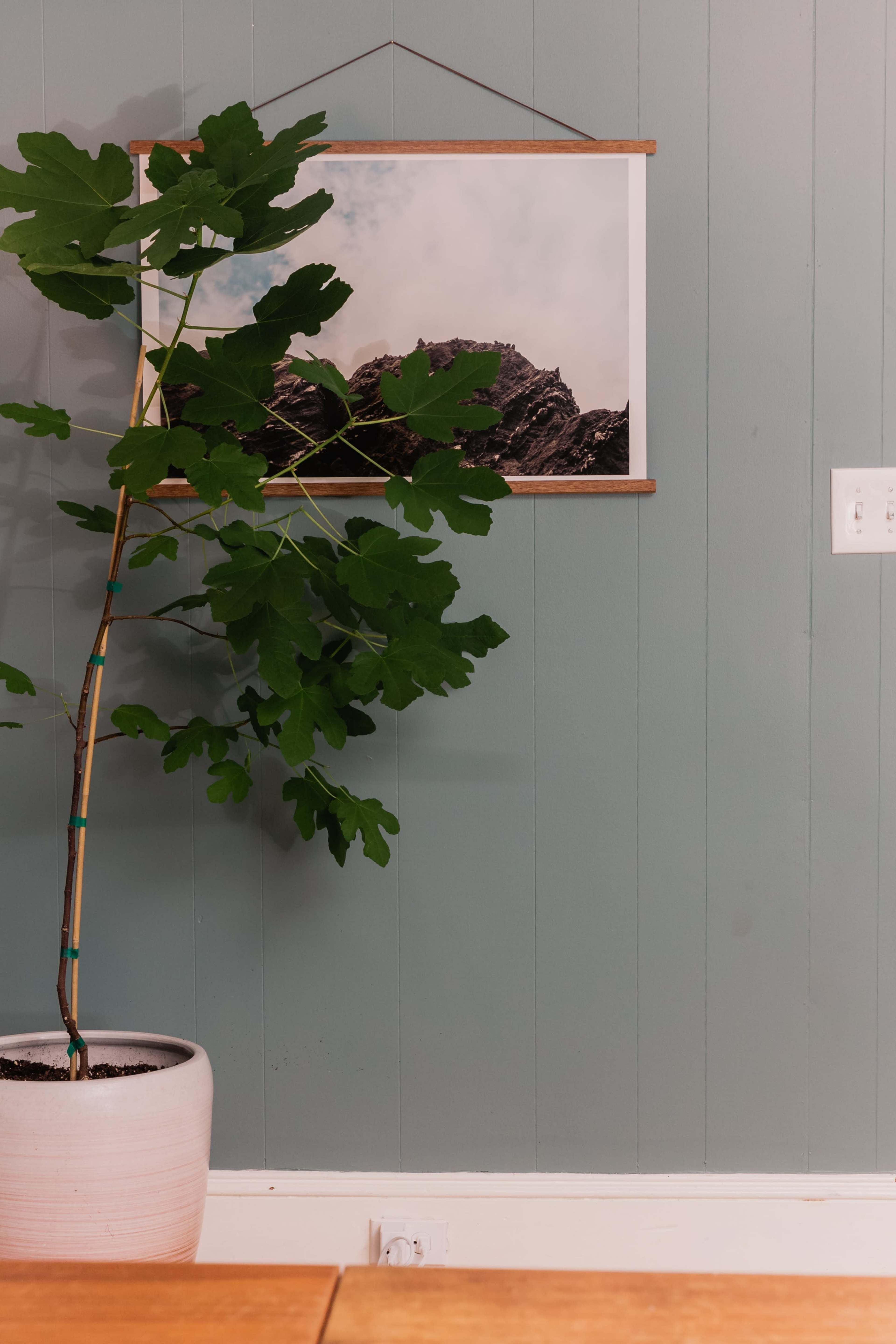 A potted plant with large leaves next to a framed mountain landscape hanging on a light-blue wall.