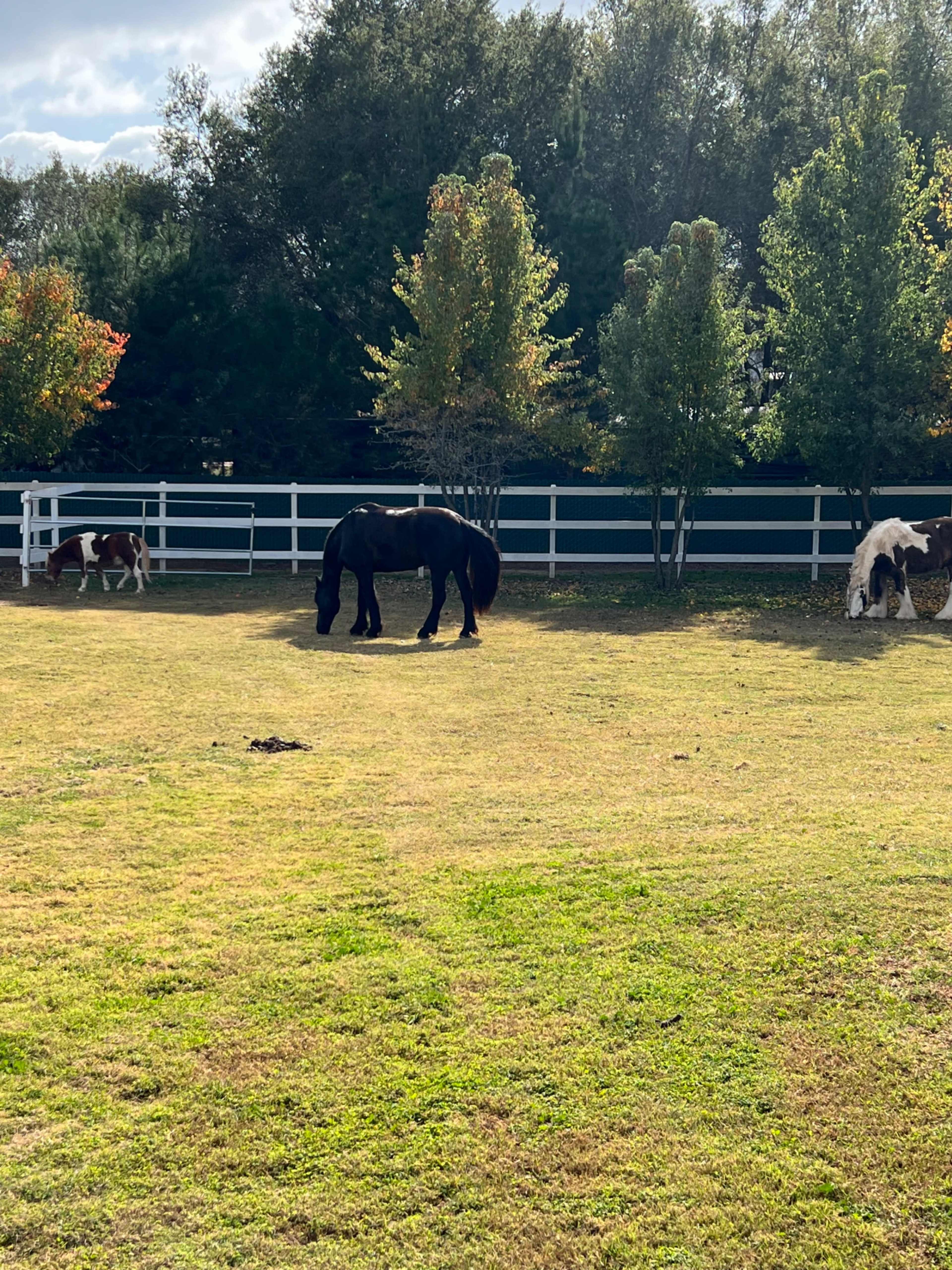 Two horses graze in a grassy area enclosed by a white fence, with trees in the background.
