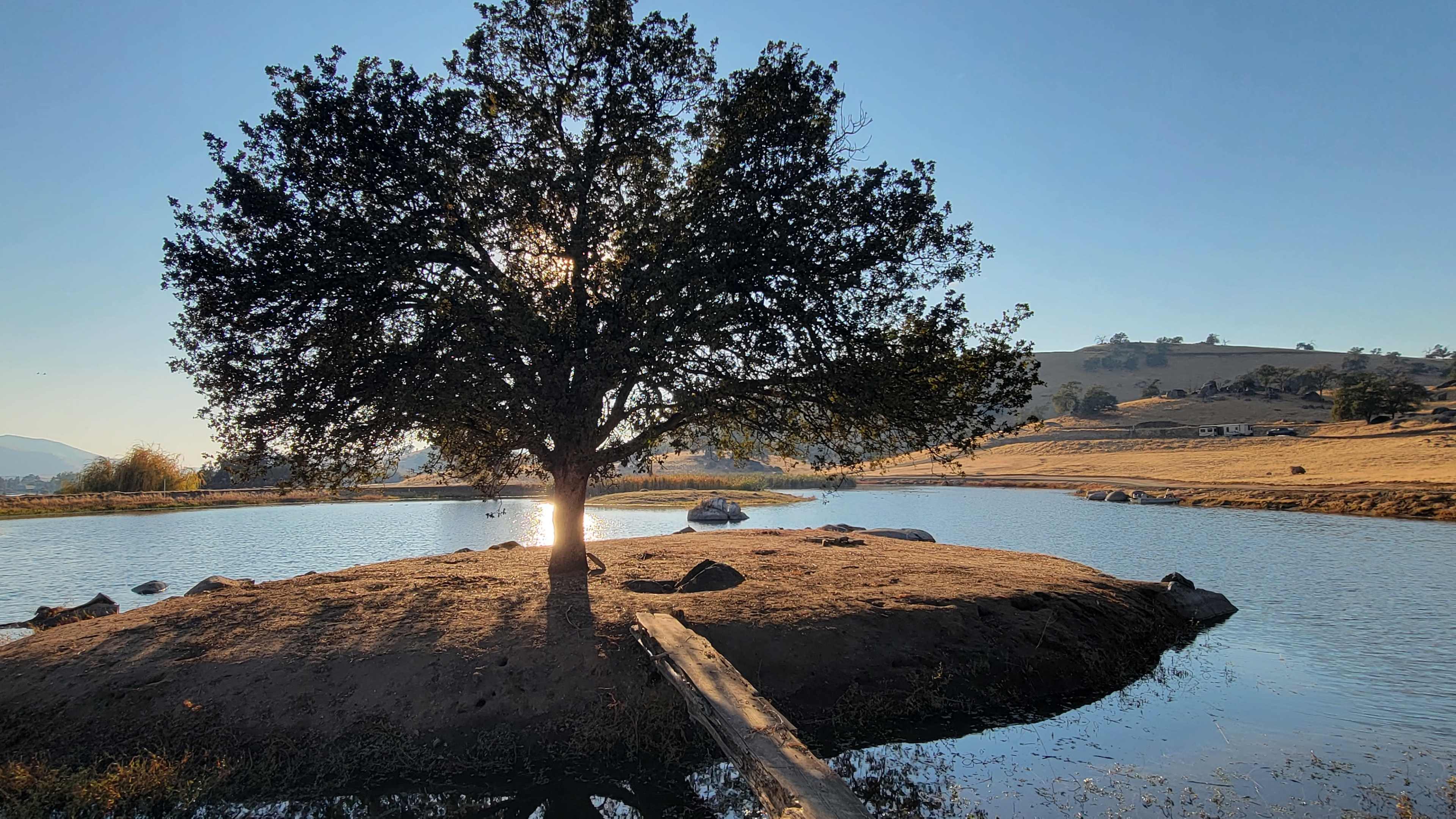 A solitary tree stands on a small island surrounded by a calm body of water during daylight.