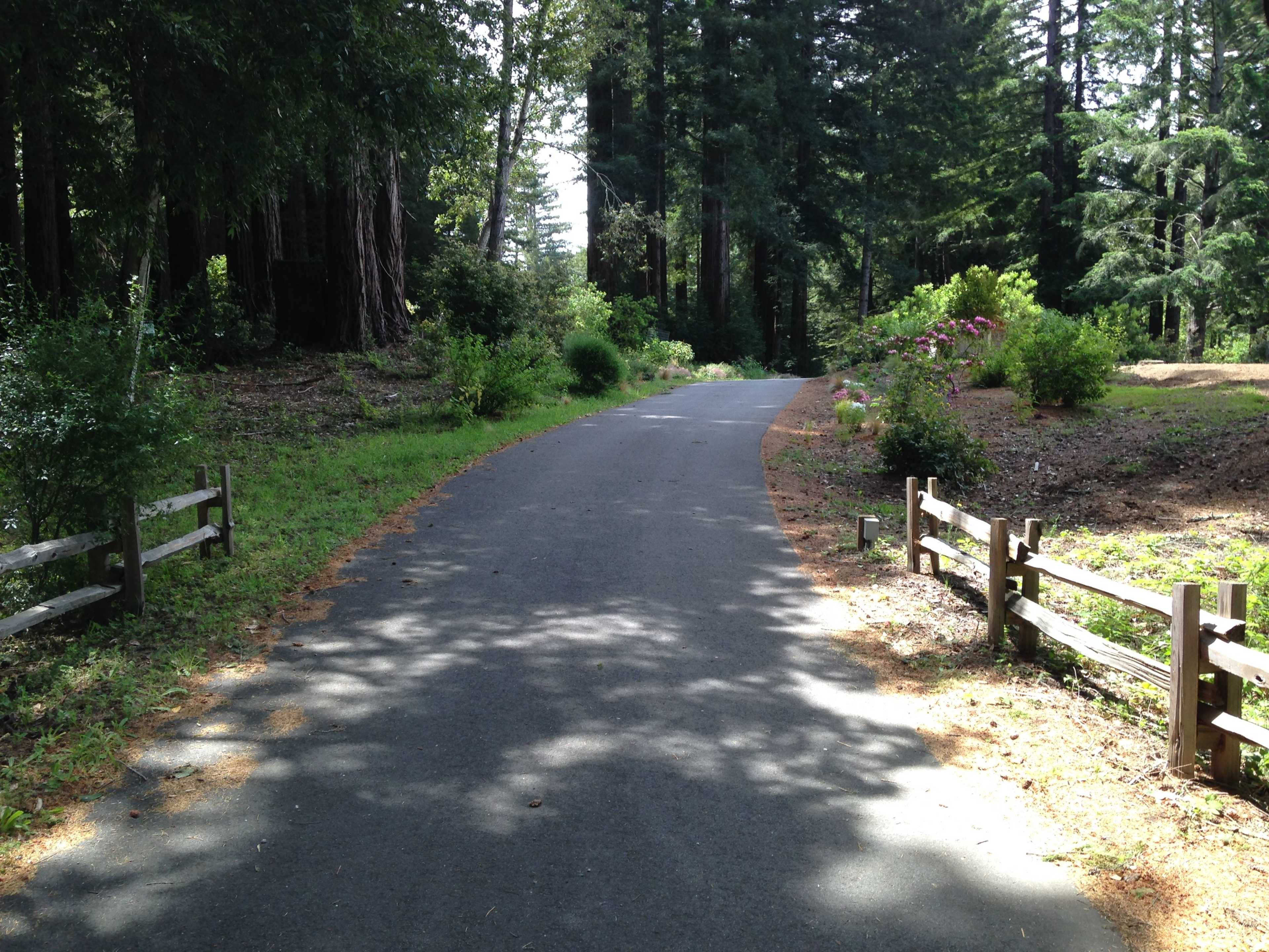 A winding paved pathway is flanked by wooden fences and surrounded by towering trees and lush greenery.