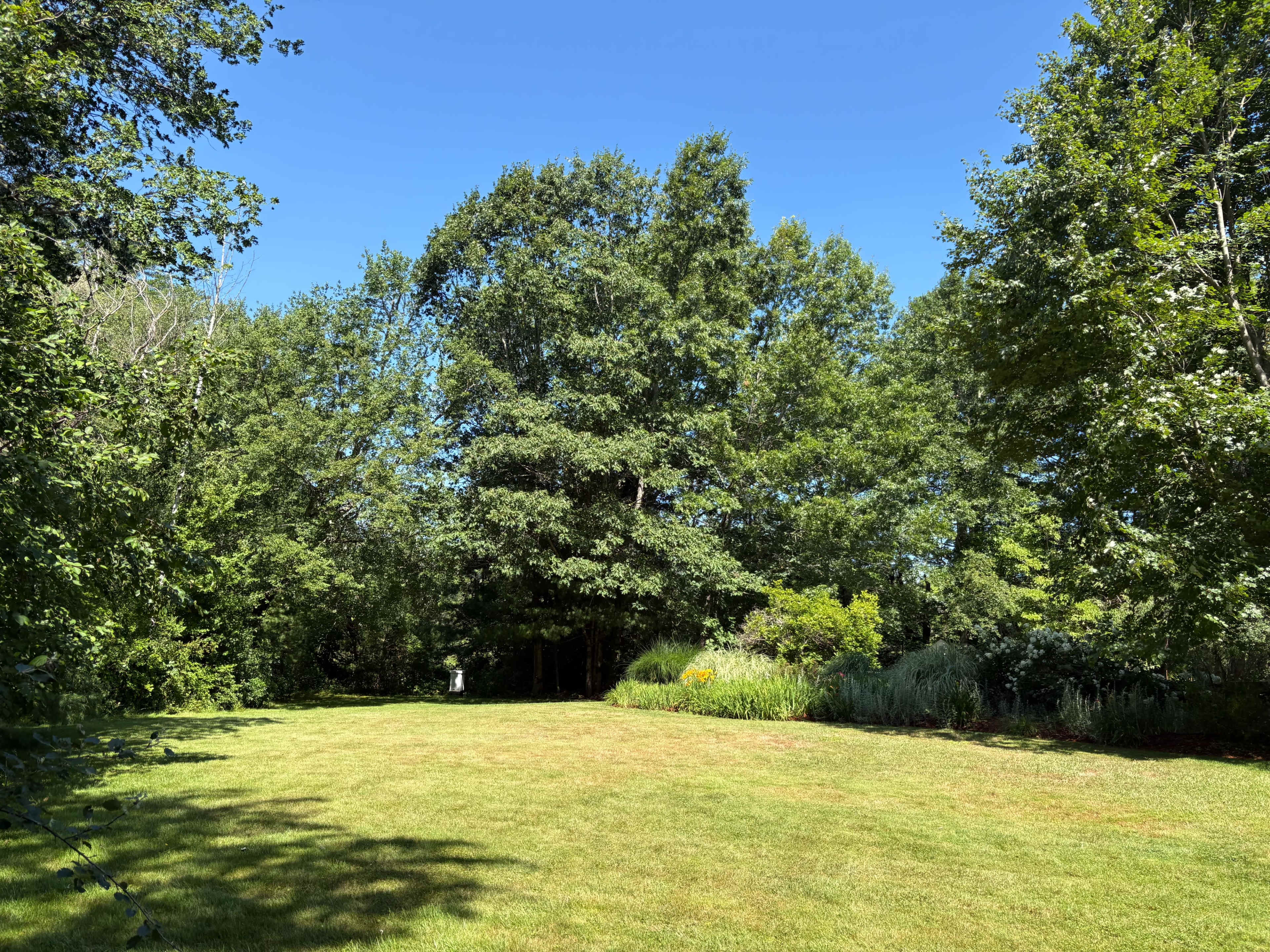 A clear blue sky overlooks a spacious grassy area surrounded by trees and shrubs.