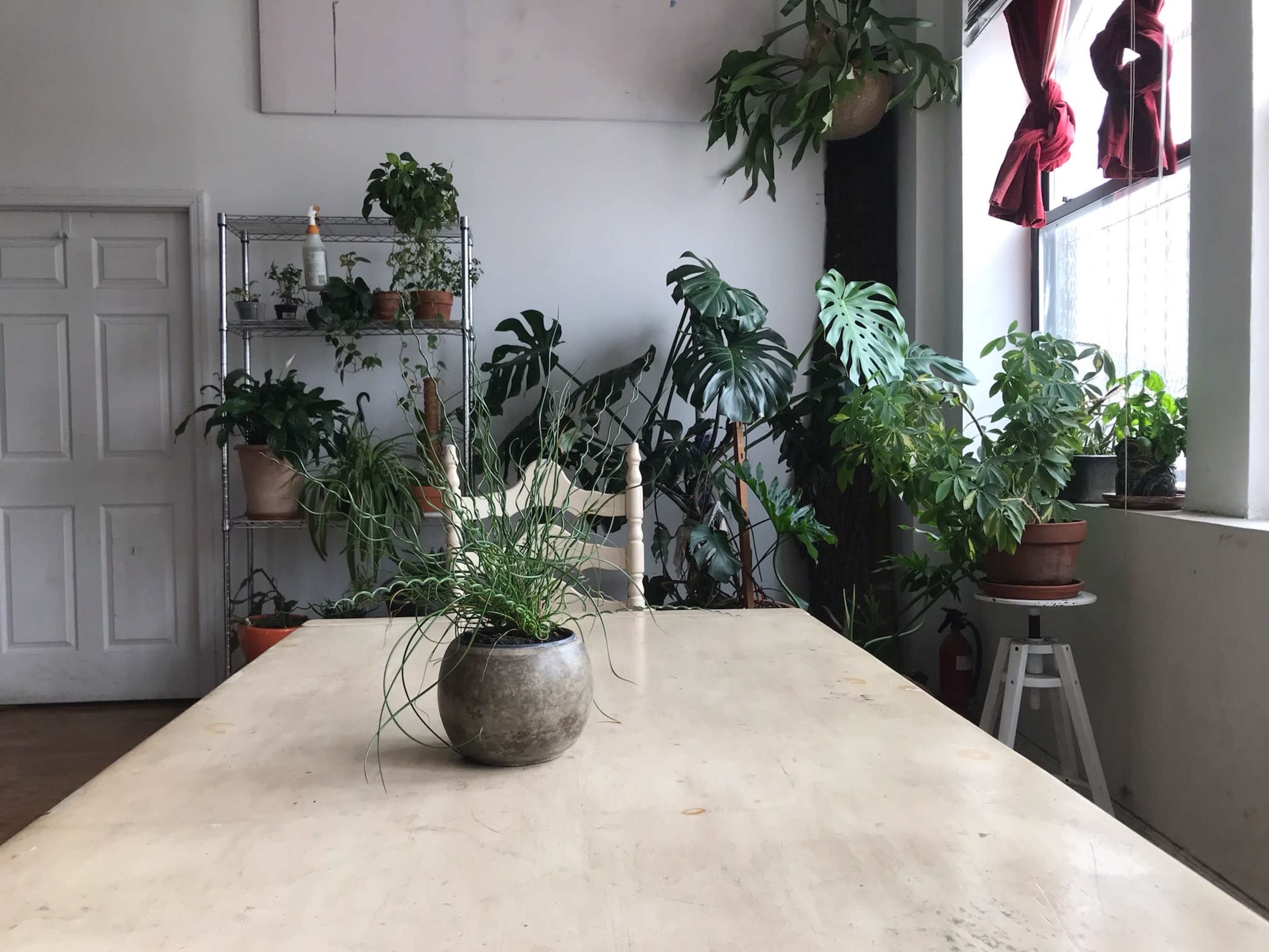 A large, simple wooden table is centered in a bright room filled with various indoor plants and shelving.