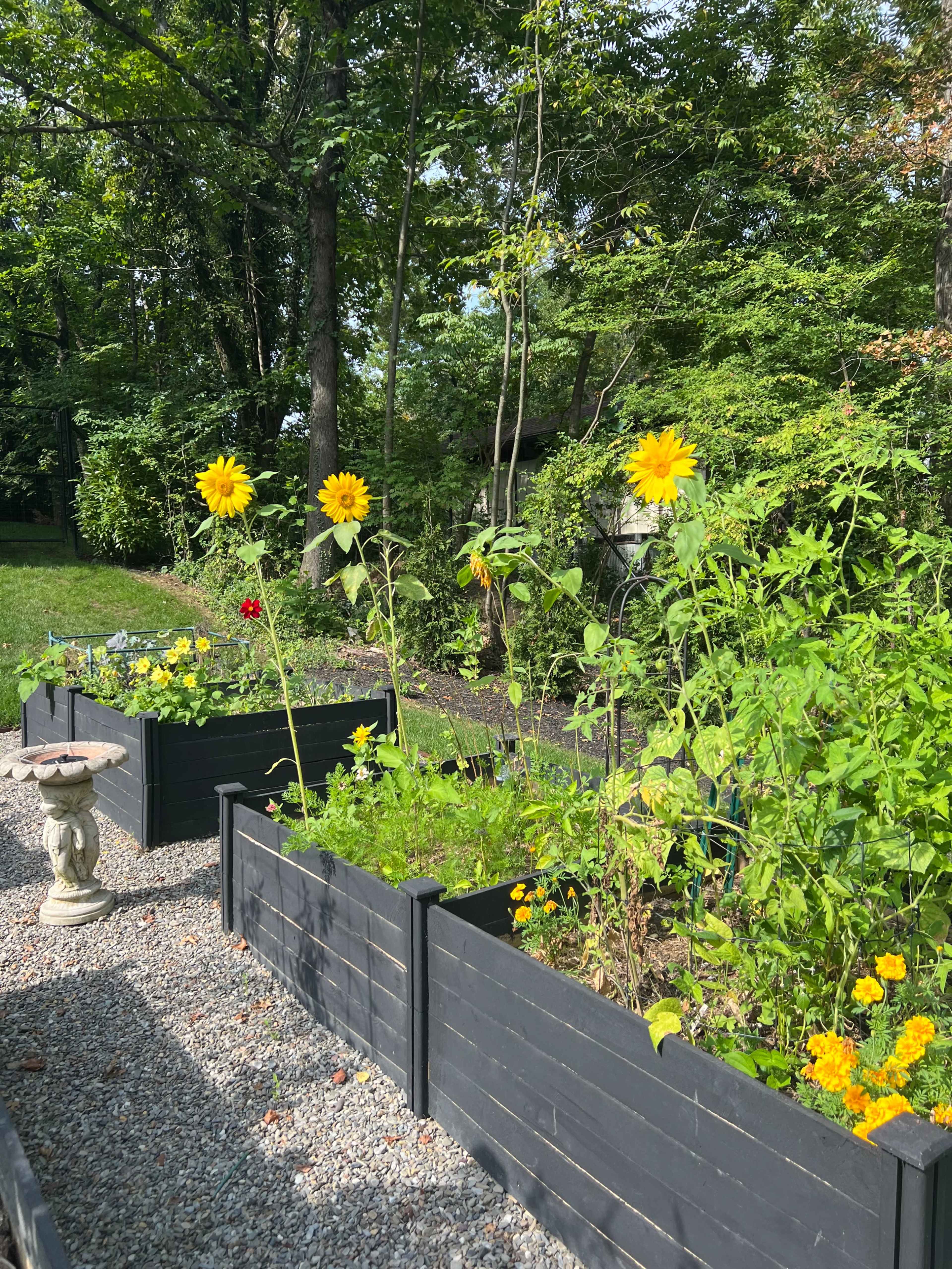 A garden with raised black wooden planters filled with various plants, including sunflowers and marigolds, set against a backdrop of greenery.