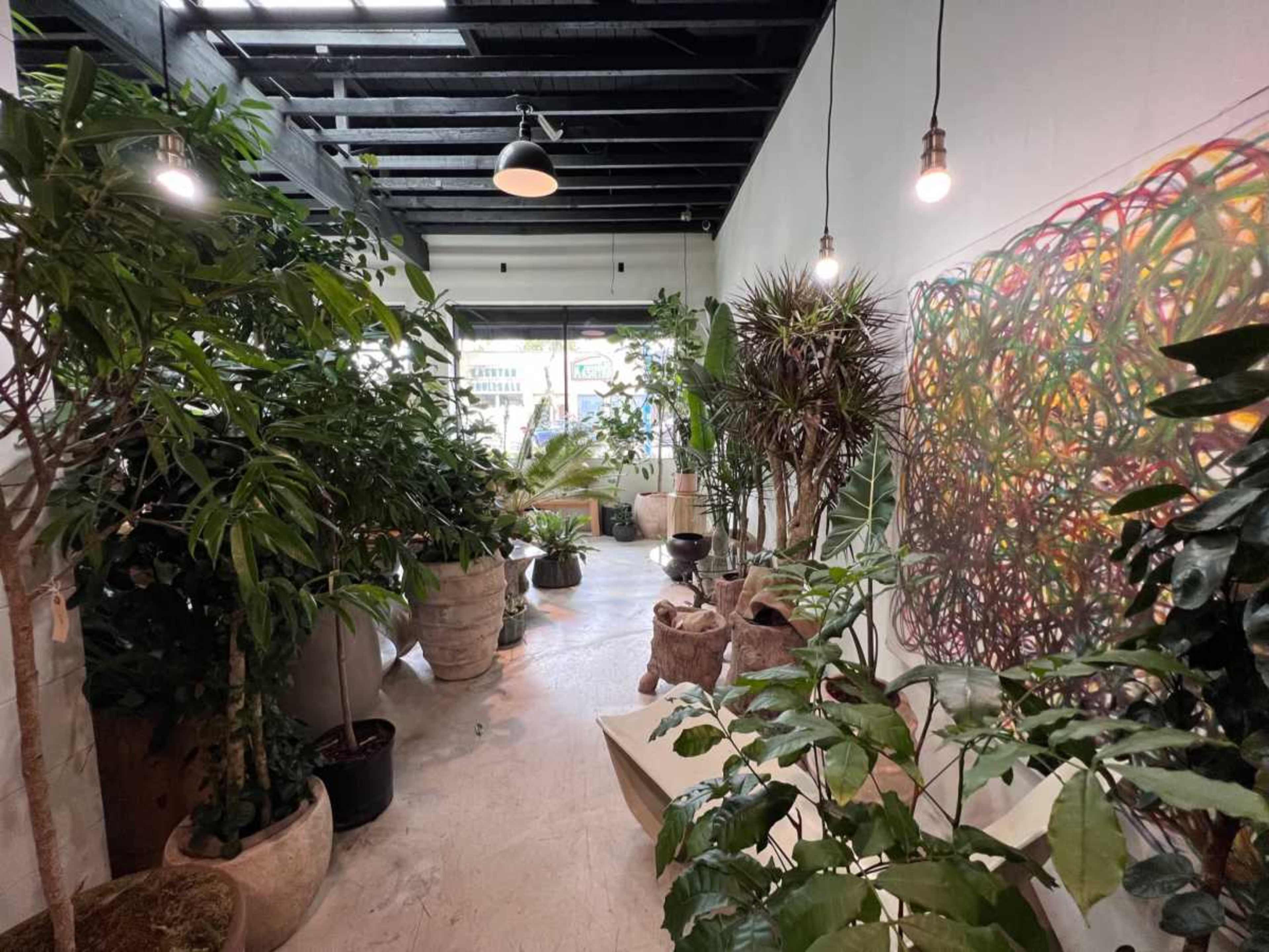 The image shows a well-lit indoor space filled with various potted plants and a large colorful painting on the wall.