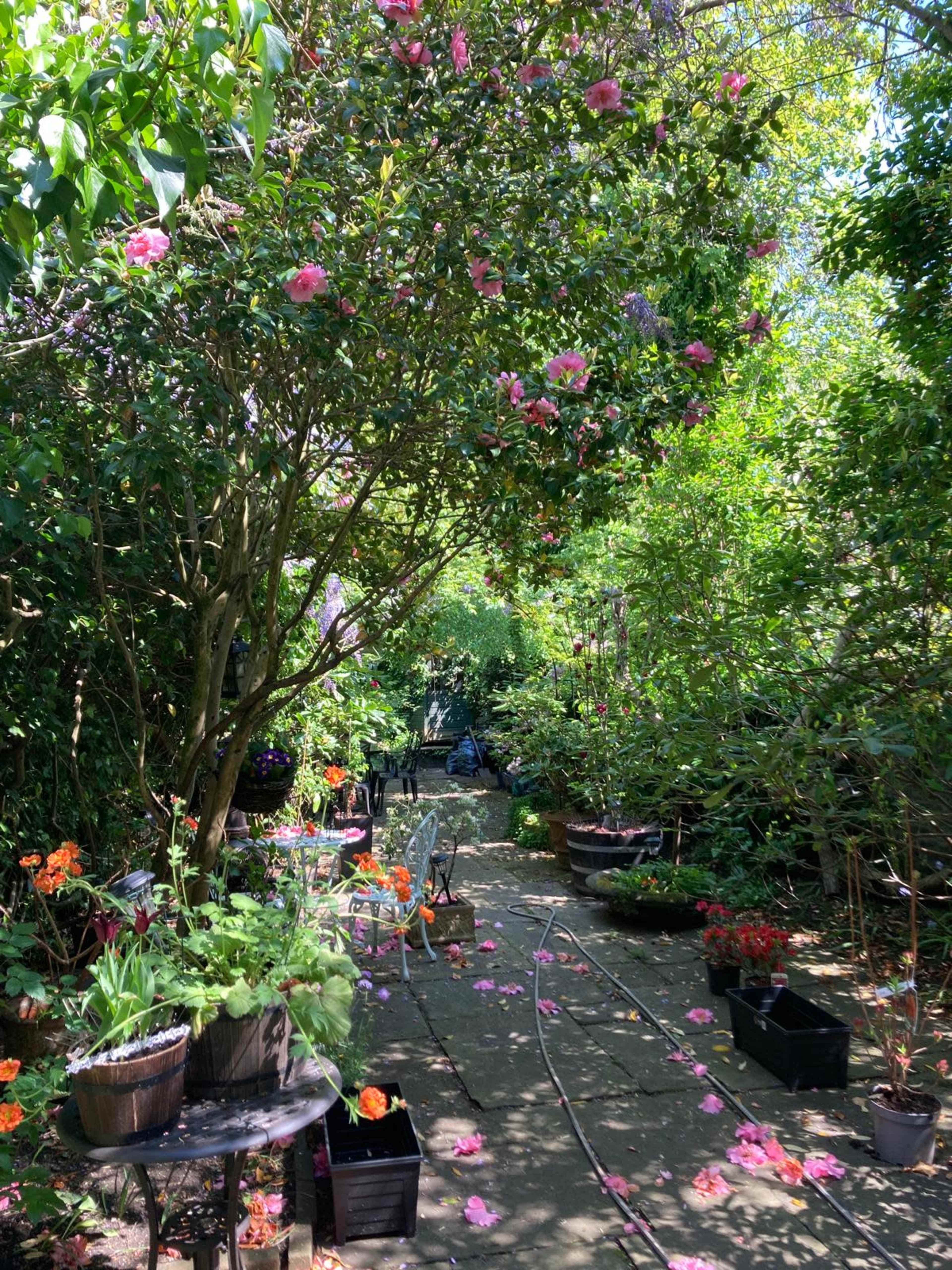A stone pathway winds through a lush garden filled with various potted plants and flowers under overhanging trees.