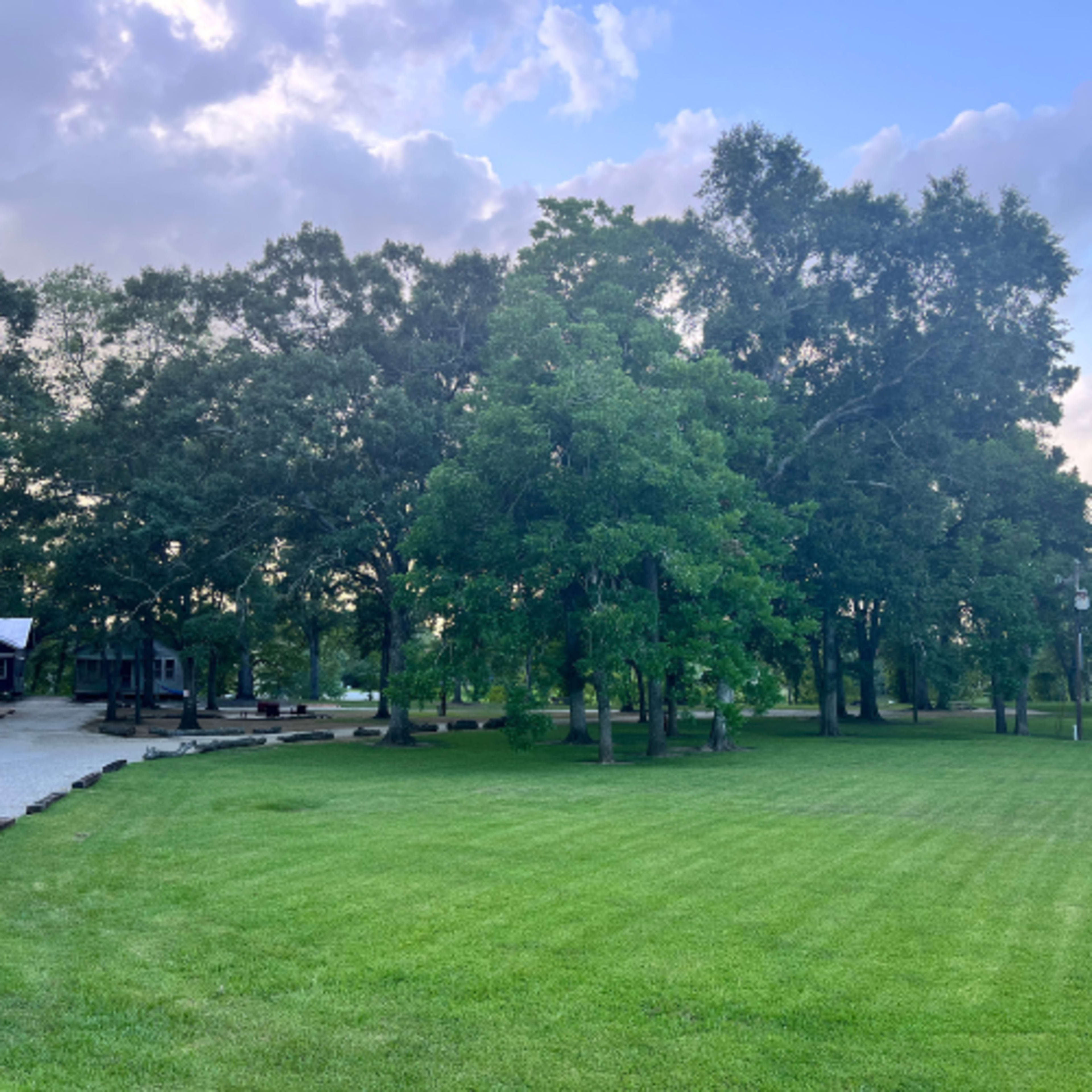 A grassy area is surrounded by several large trees under a cloudy sky.