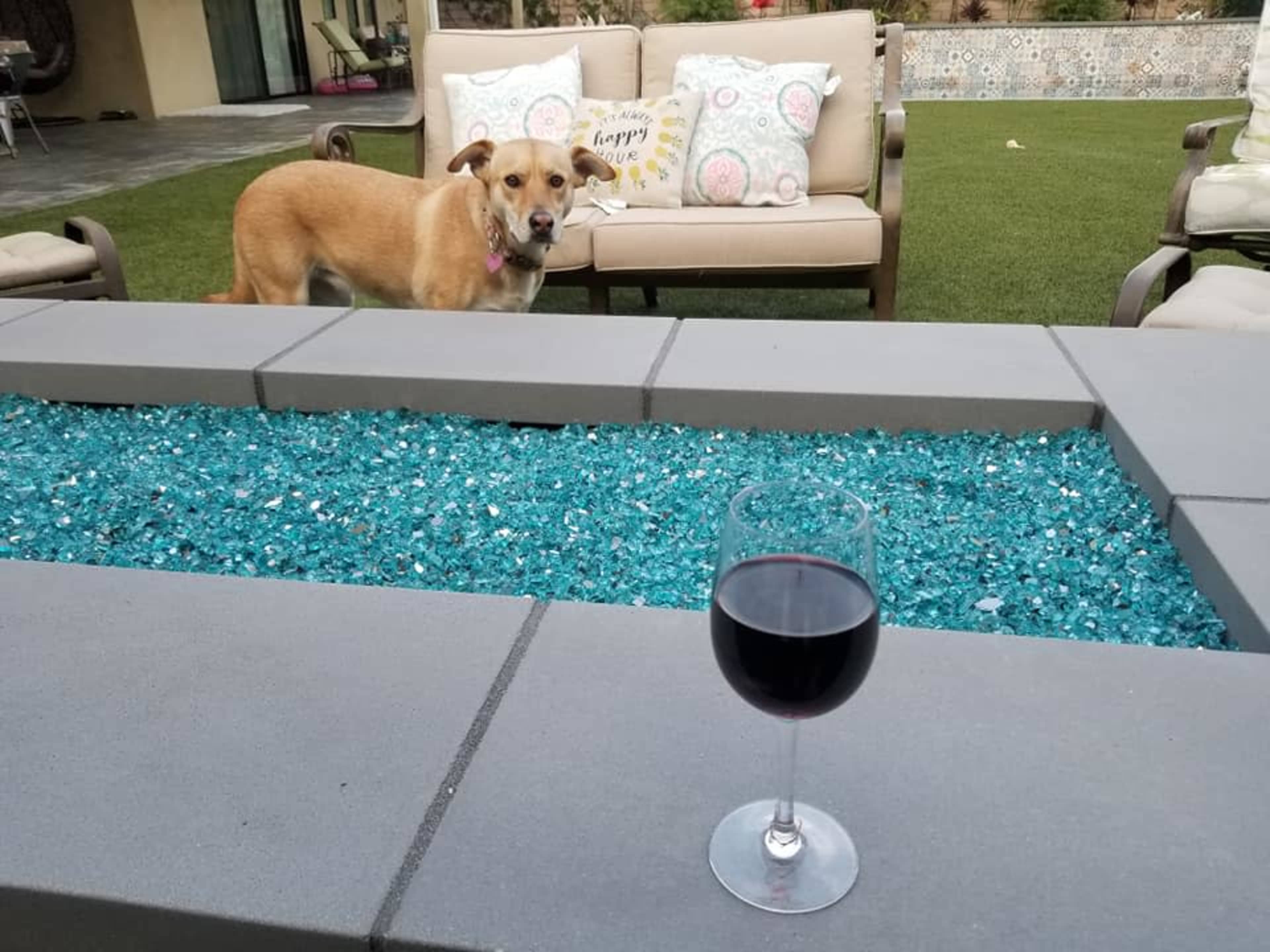 A dog stands near a seating area with a glass of red wine positioned on a tabletop adorned with blue glass stones.