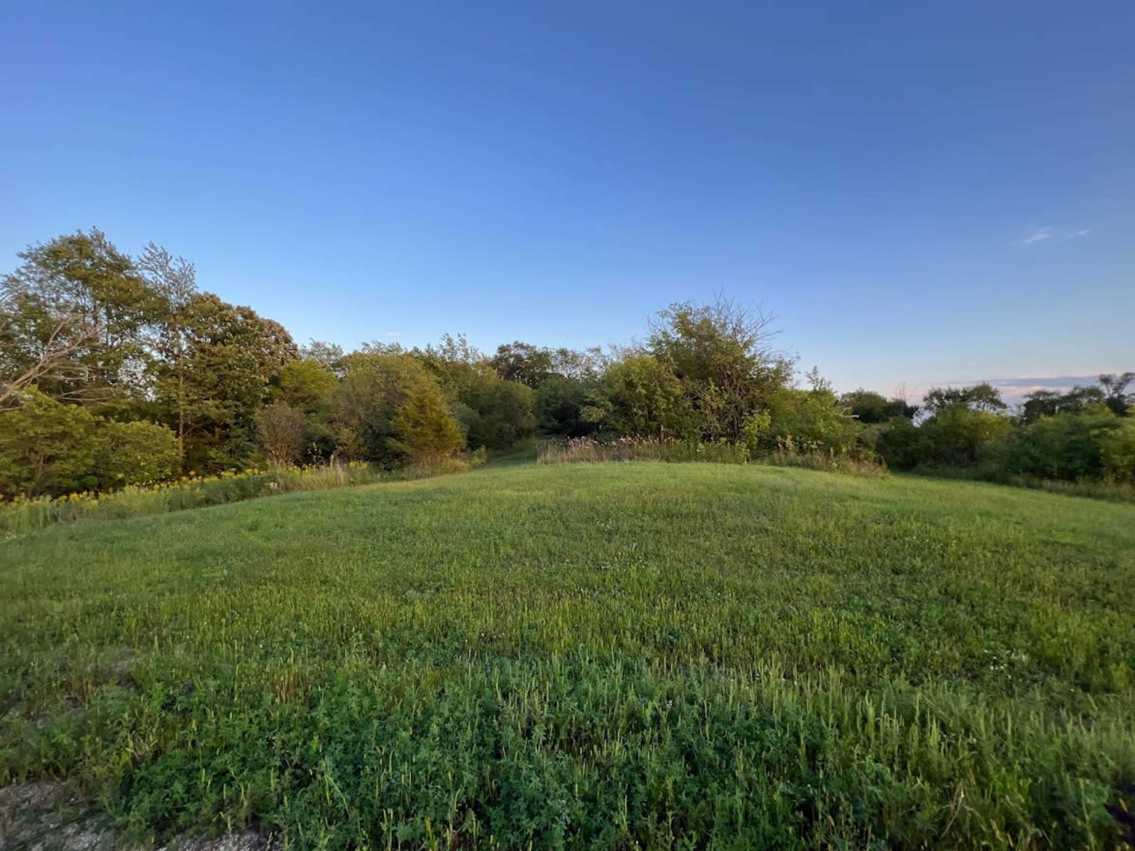 A grassy area surrounded by trees and shrubs under a clear sky.