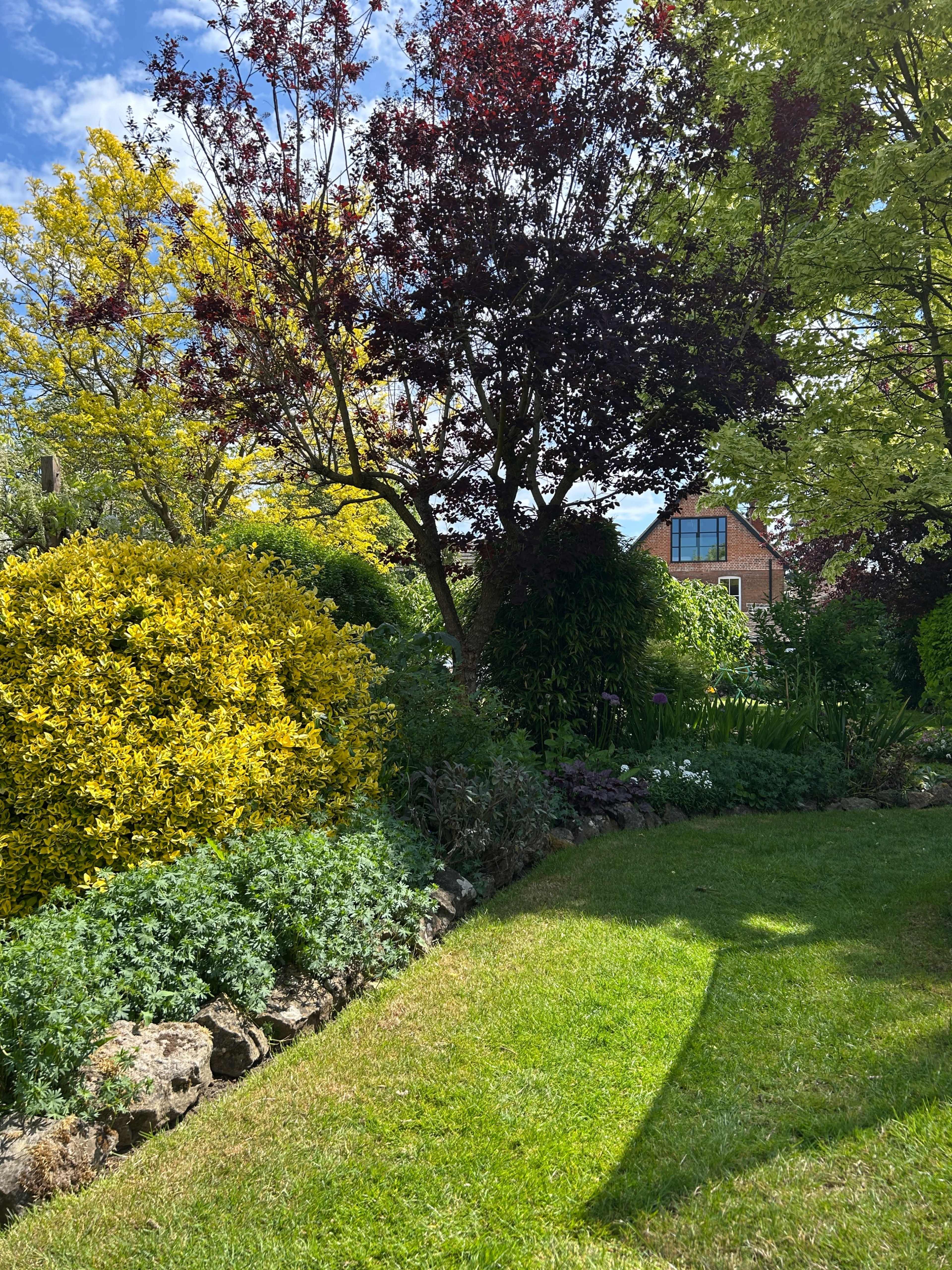 The image shows a vibrant garden featuring a variety of plants, including a large yellow shrub, lush green grass, and a house visible in the background.
