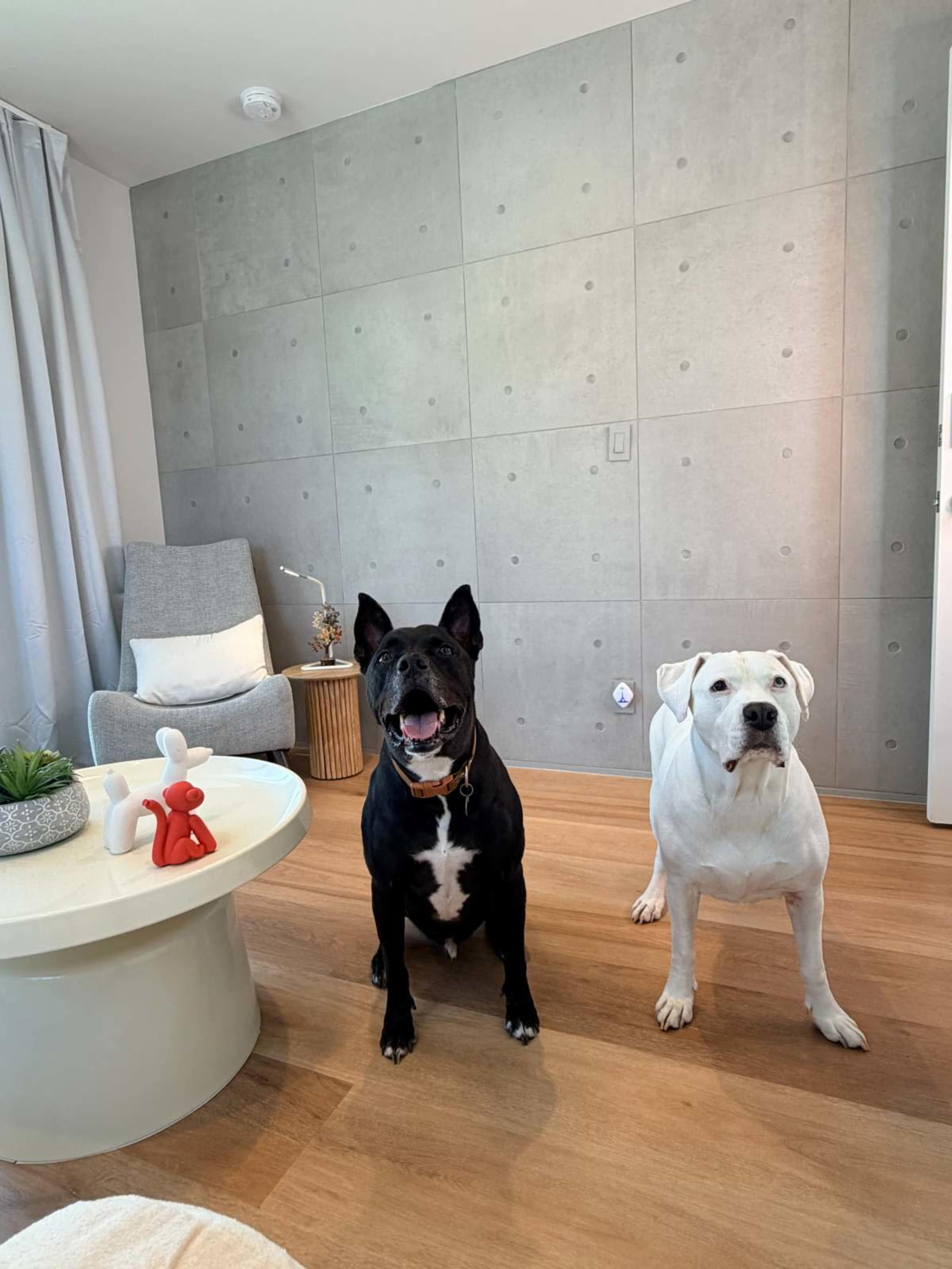 Two dogs, one black and one white, stand in a modern living room with a light-colored coffee table and beige curtains.