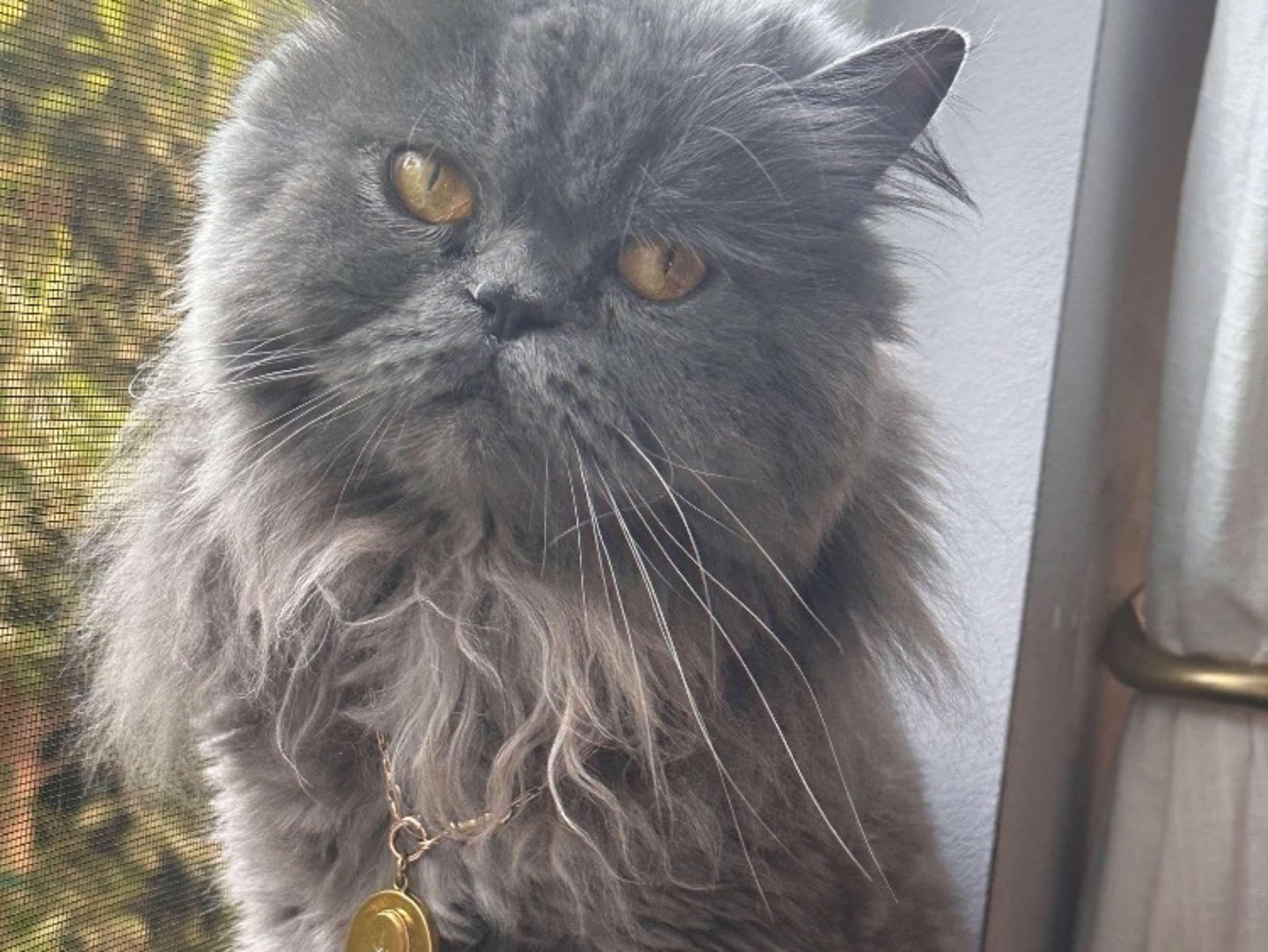 Beni the Persian cat 