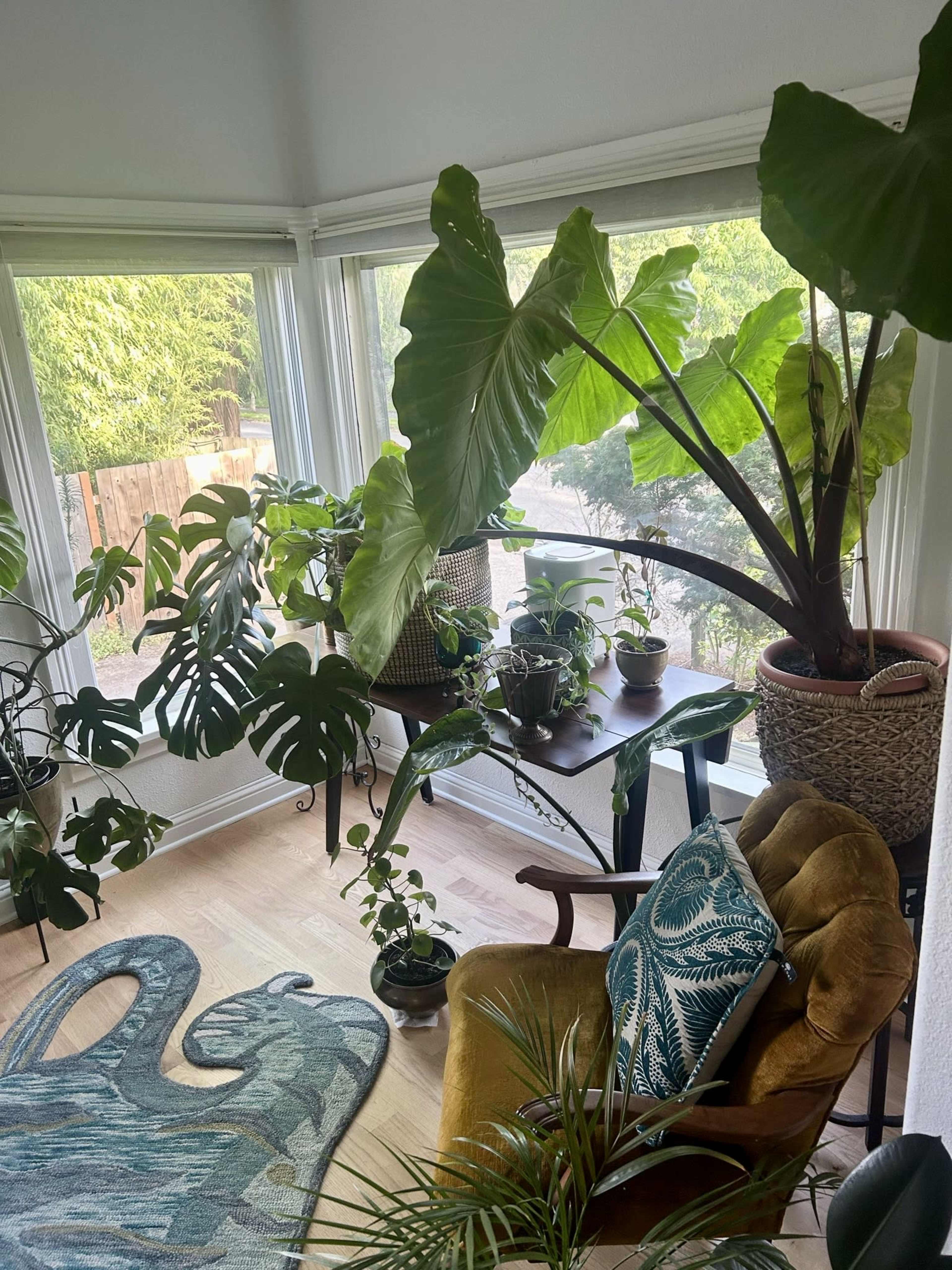A bright indoor space features various large plants, including monstera and elephant ear, alongside a wooden table and an upholstered chair.