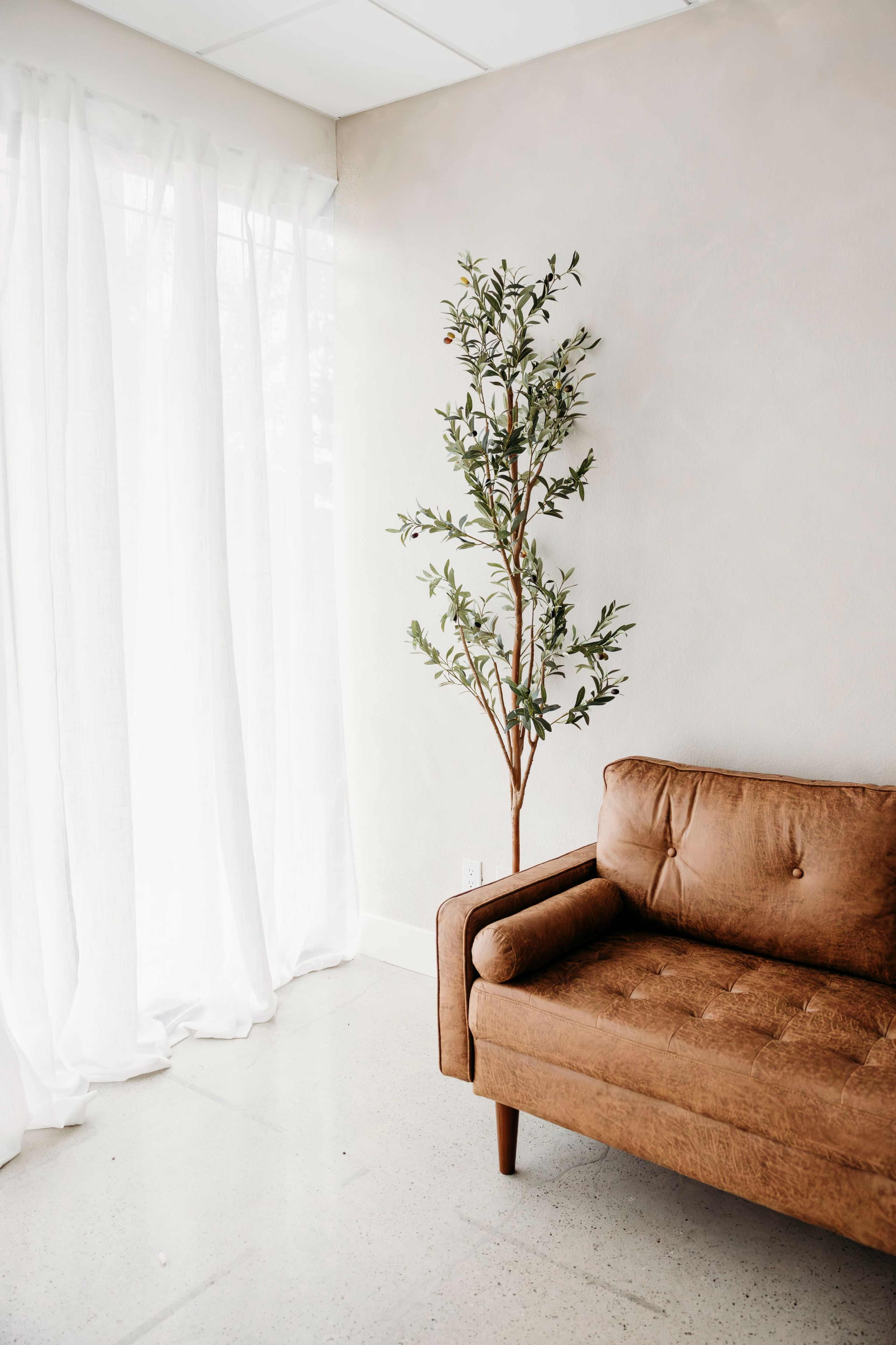 A brown upholstered sofa is positioned next to a tall indoor plant, with sheer white curtains allowing natural light to enter the space.