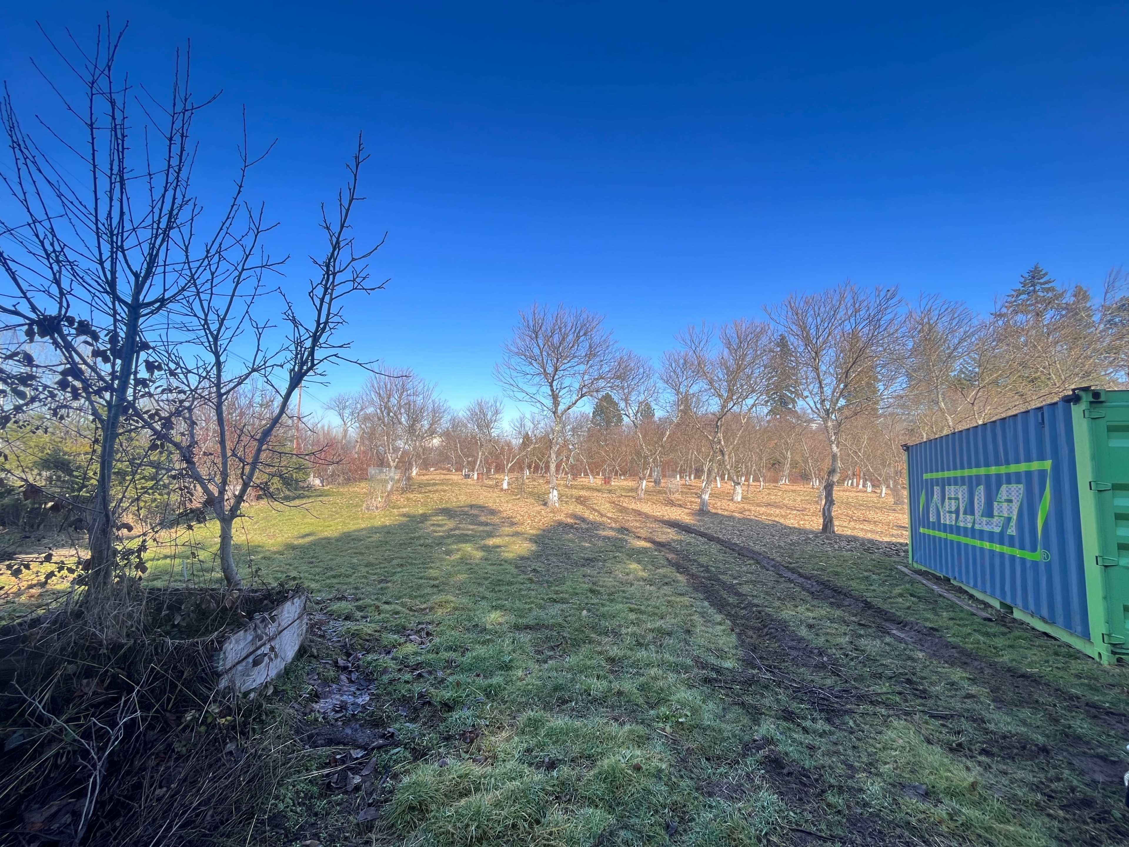 A grassy field with rows of bare trees and a shipping container in the foreground.