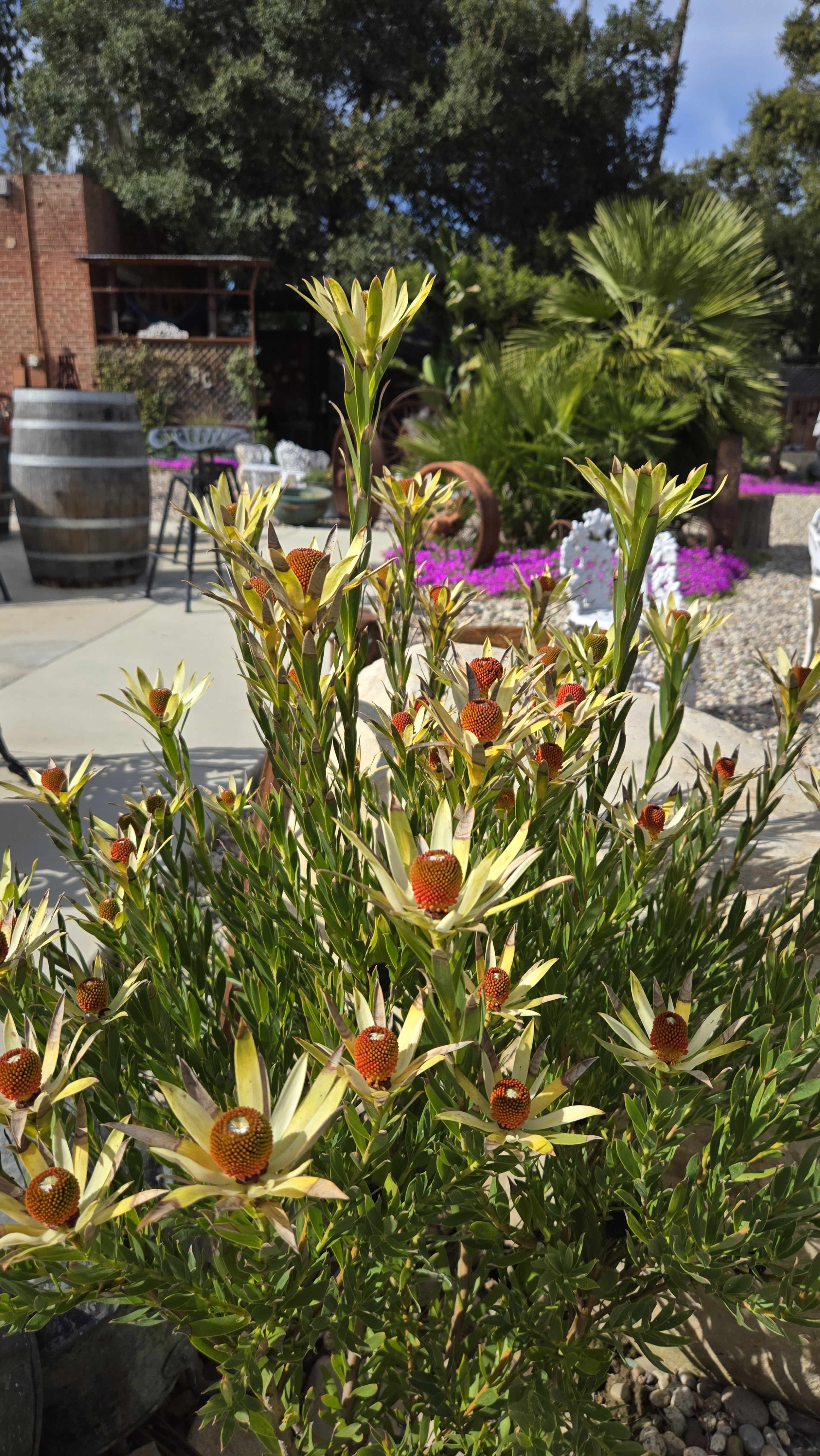 A flowering plant with cream-colored petals and reddish-brown centers stands in a courtyard surrounded by lush greenery and decorative elements.