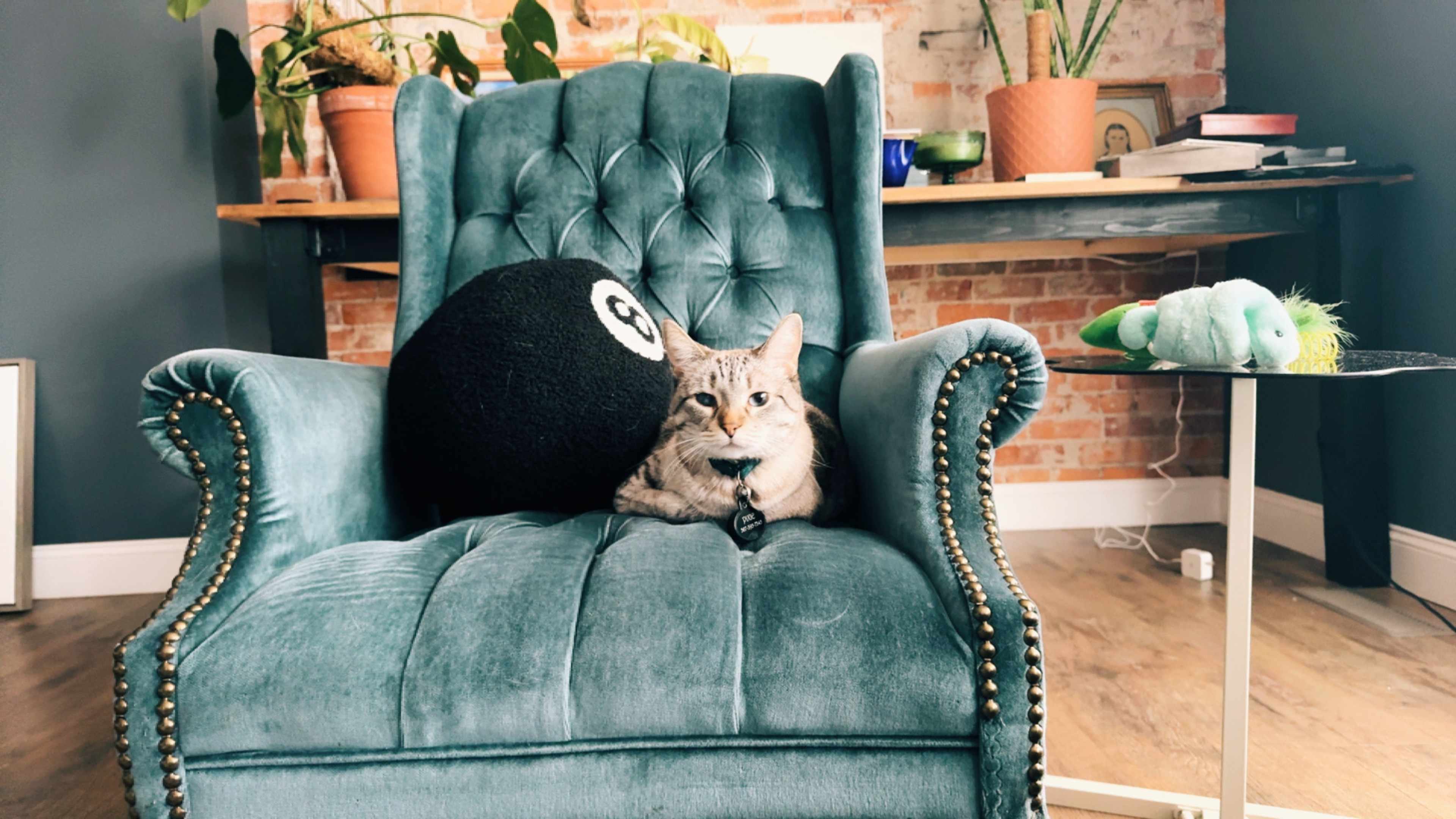 A cat rests on a teal armchair next to a large black billiard ball while plants and a wooden table are visible in the background.