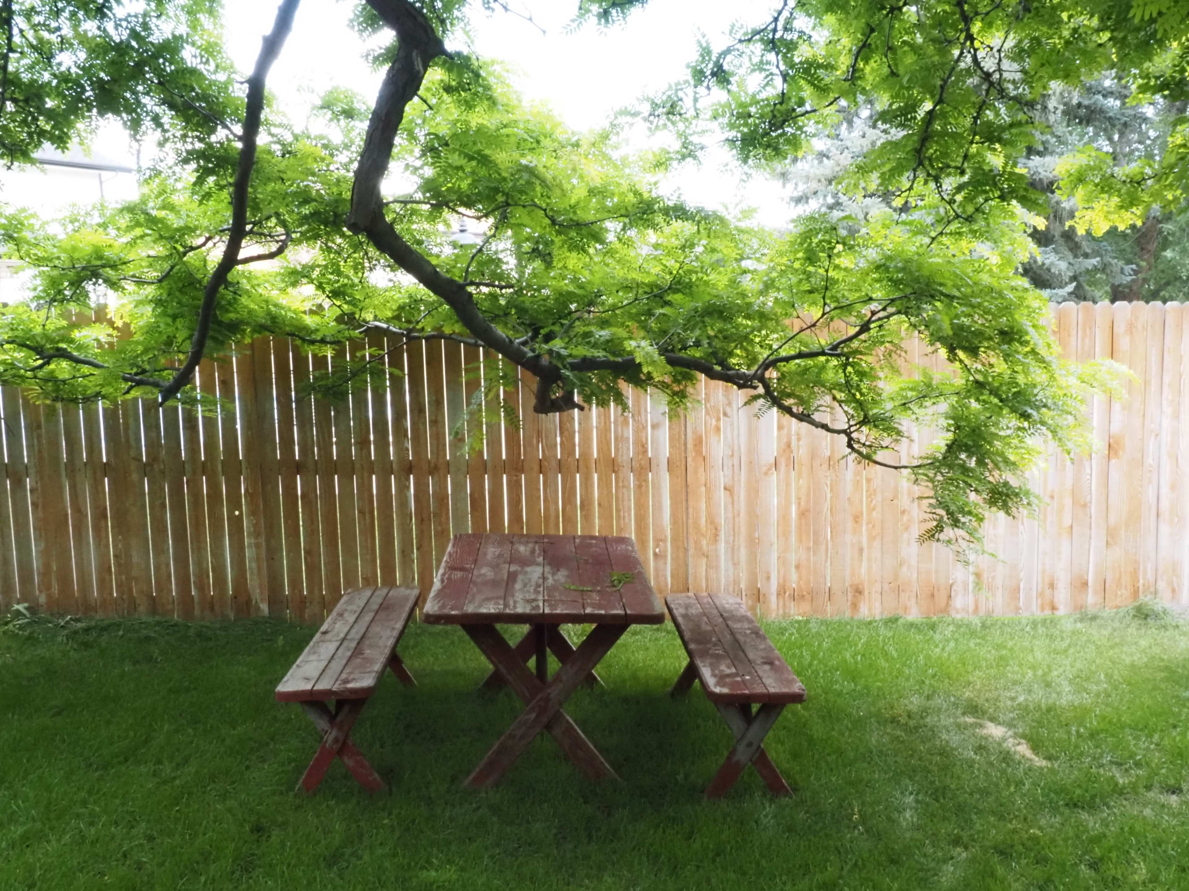 A wooden picnic table with two benches is positioned beneath a tree in a grassy area enclosed by a wooden fence.