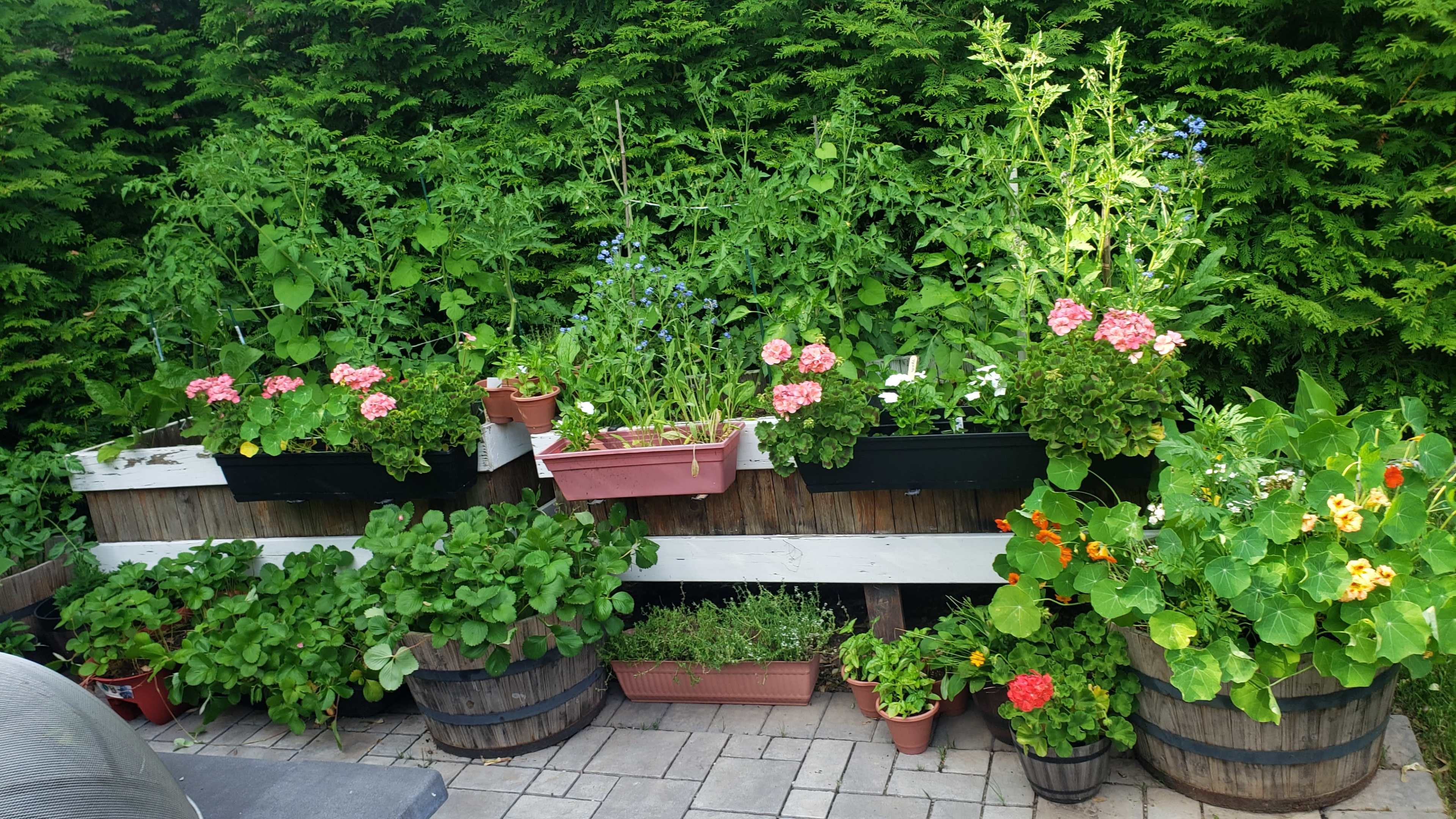The image shows a series of planter boxes and pots filled with various flowering plants and vegetables arranged against a backdrop of dense green foliage.