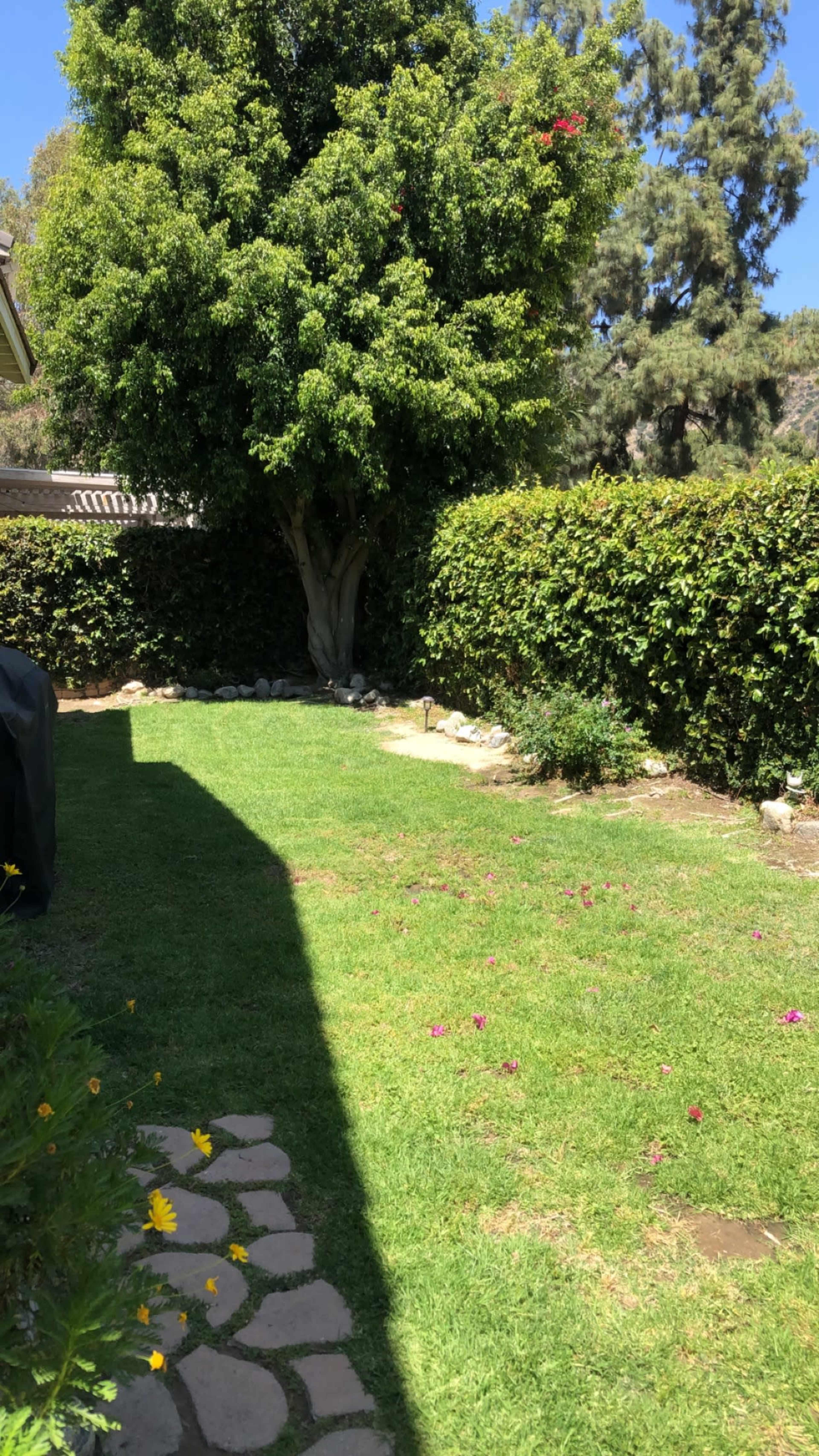 A well-maintained backyard features a grassy area with a tree and low shrubbery along the perimeter.