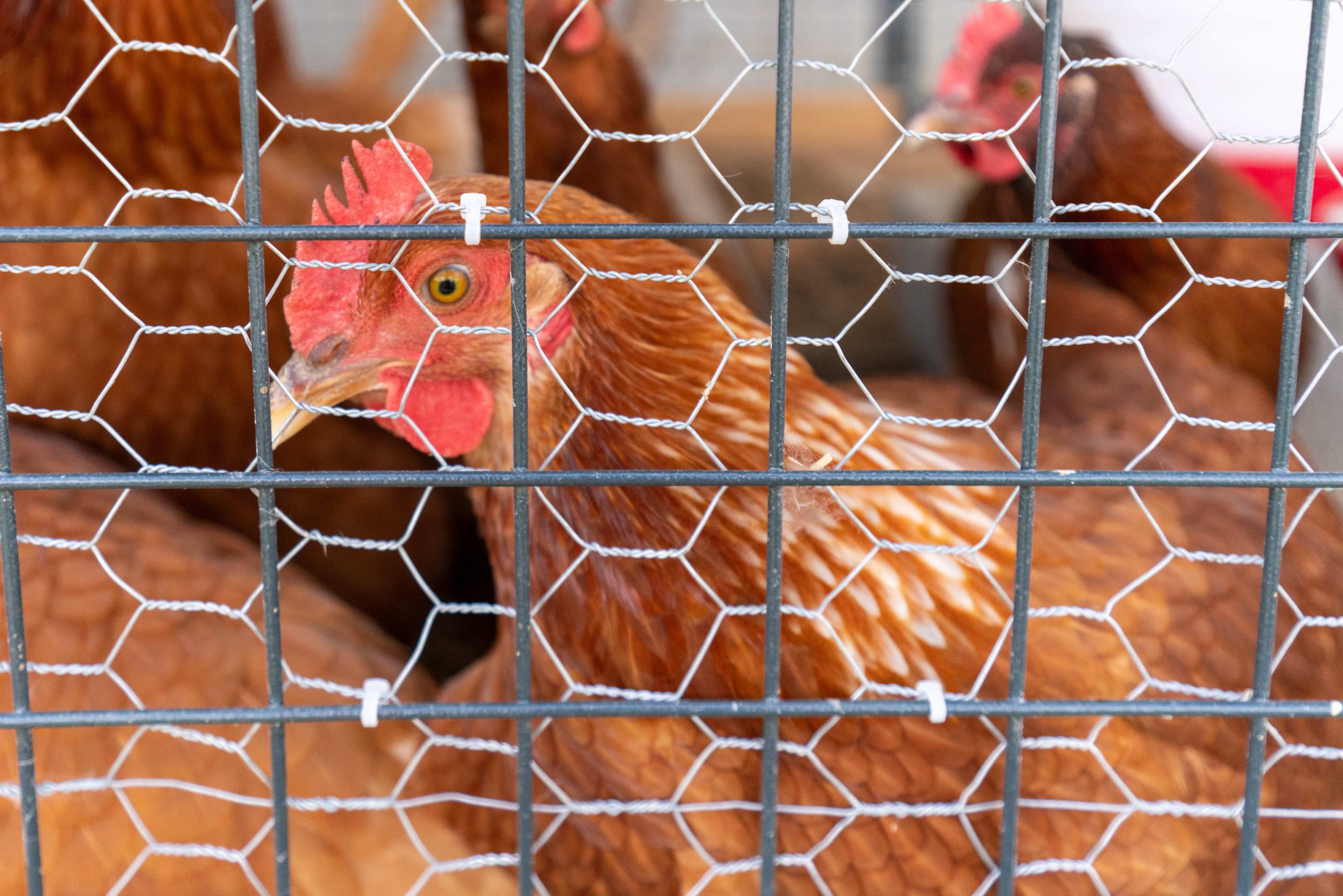 A brown hen is seen through a wire mesh cage.