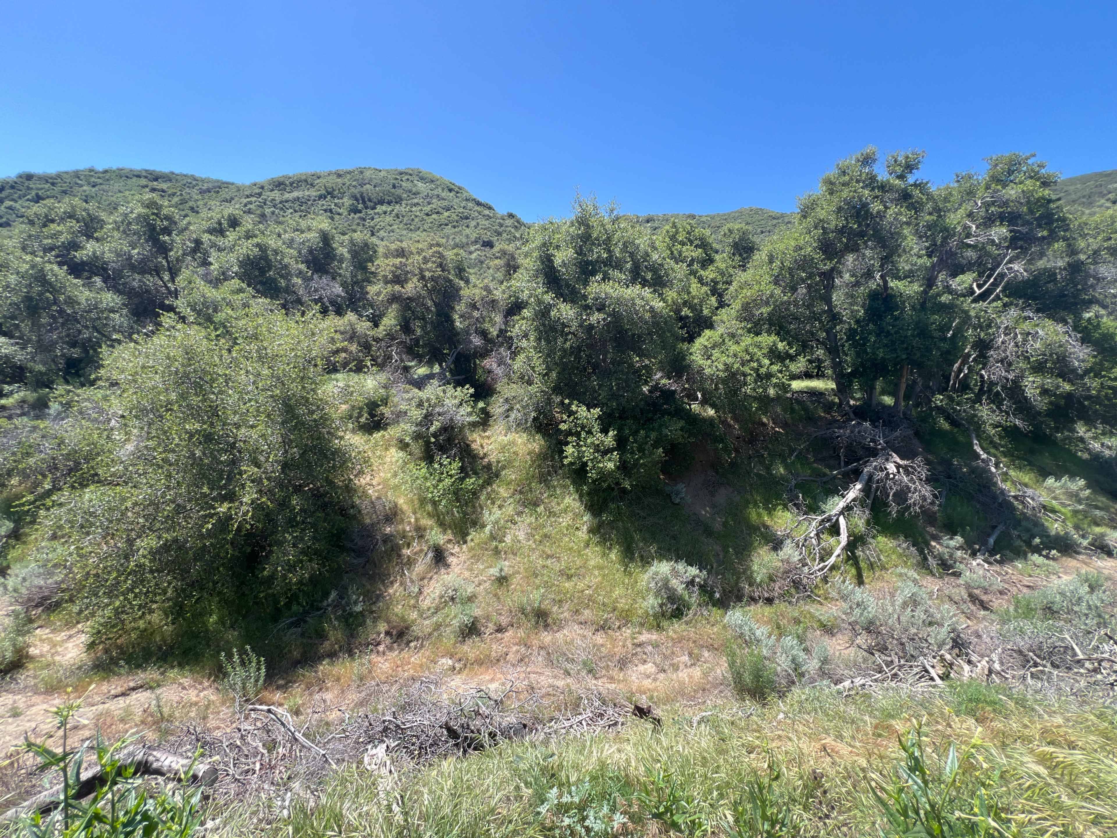 A hillside covered in dense shrubbery and trees under a clear blue sky.