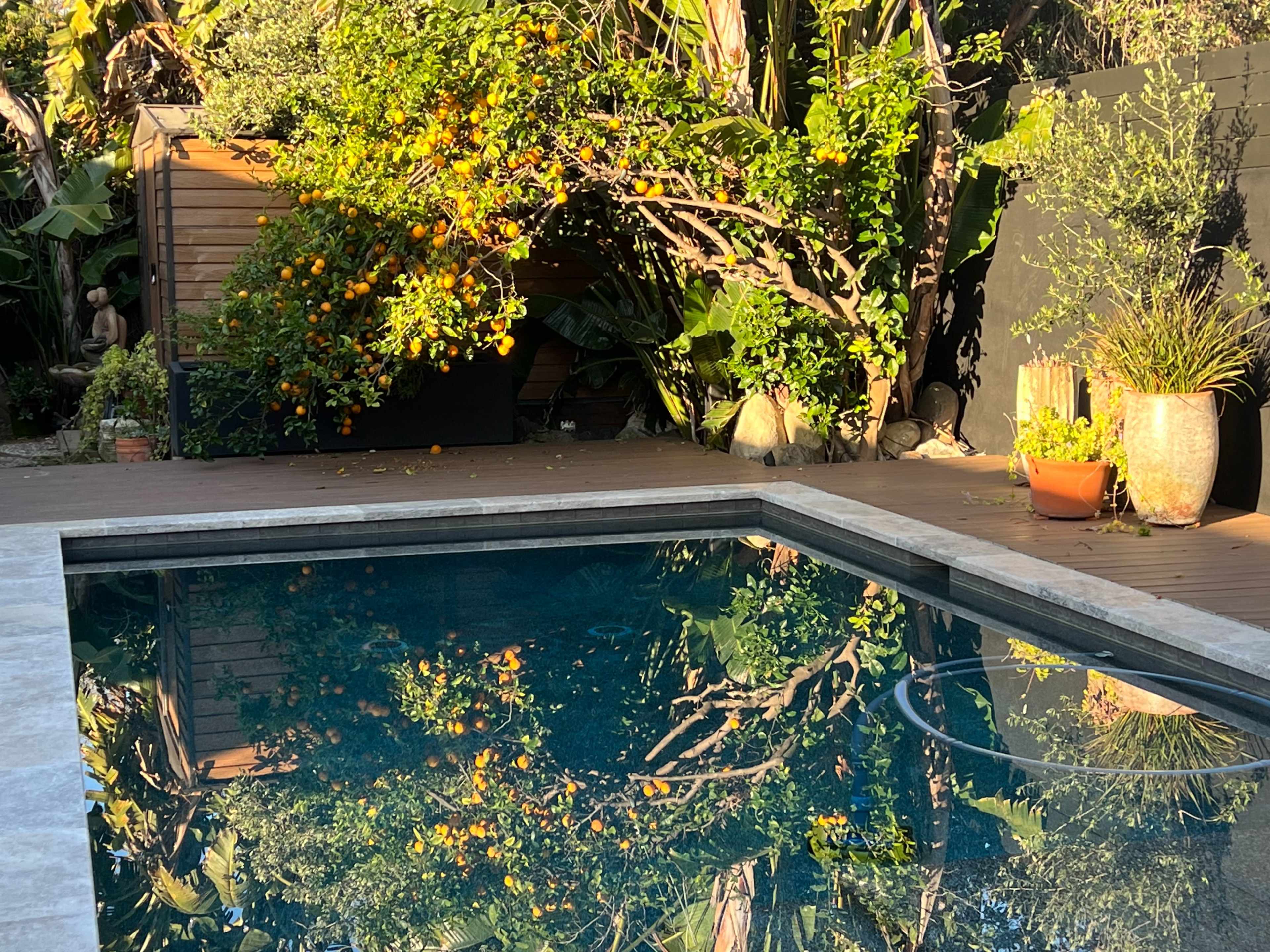 A swimming pool reflecting surrounding plants and a wall adorned with potted greenery.