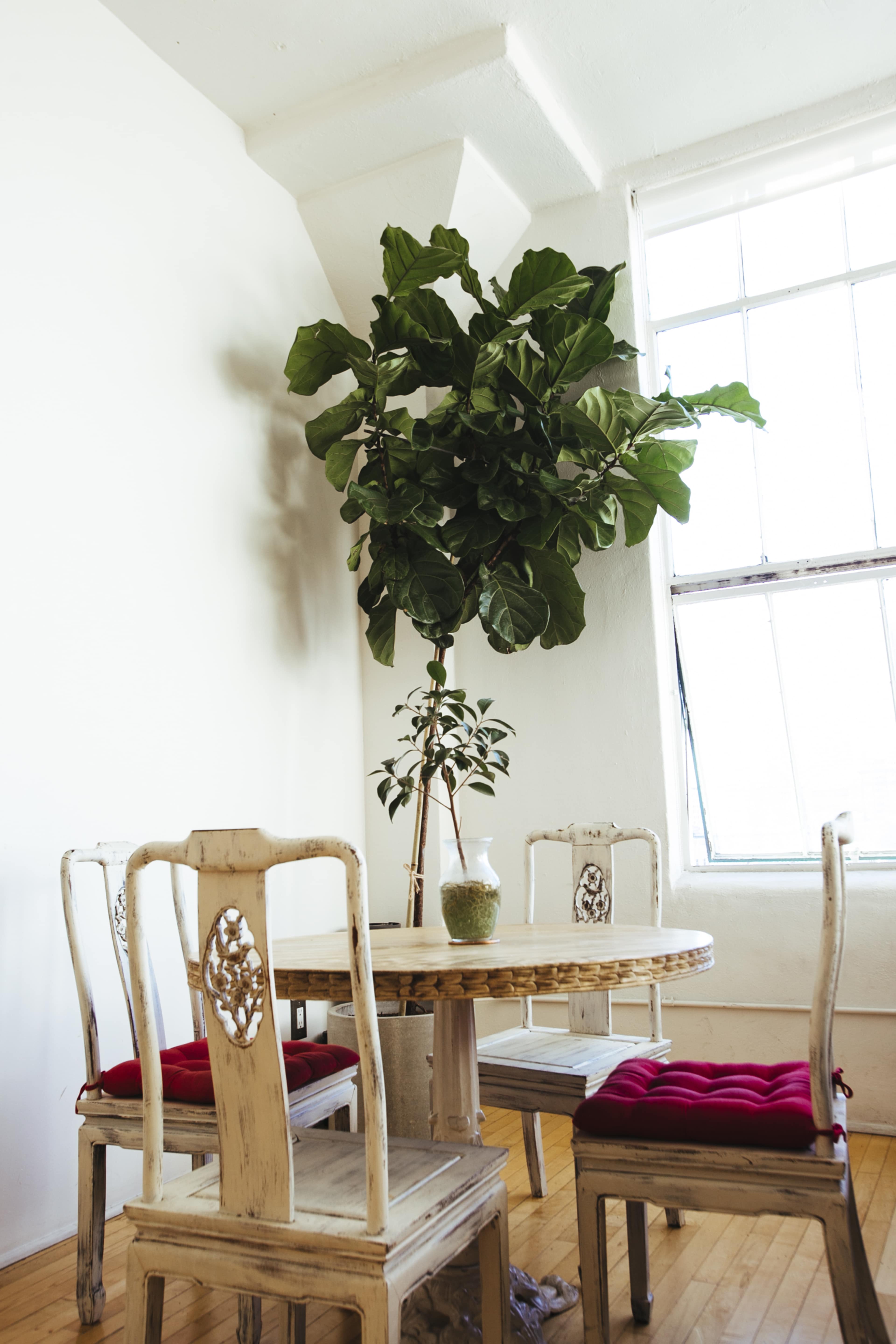A small round table with four chairs and a potted plant stands in a well-lit room with large windows.