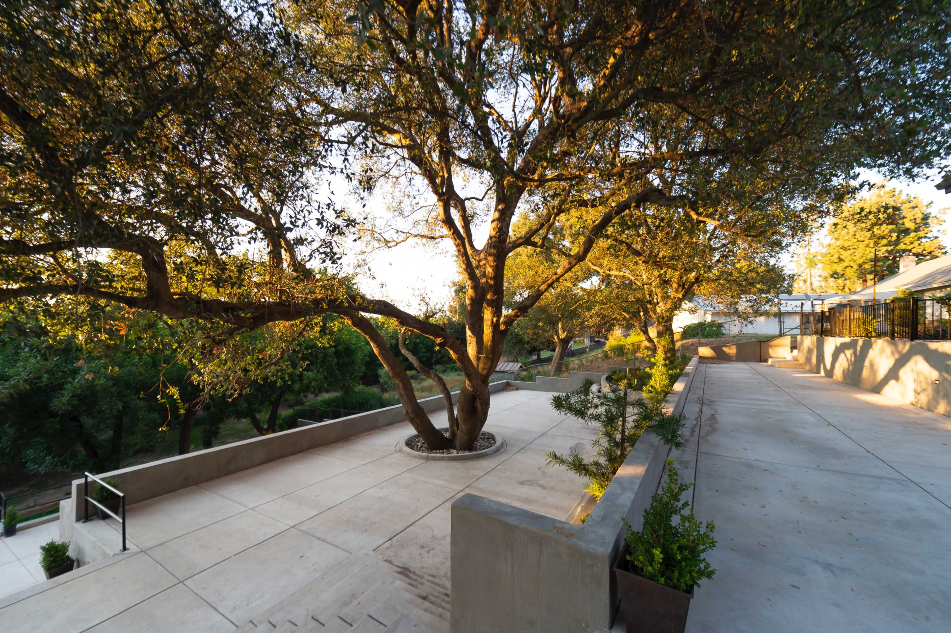 A wide concrete pathway leads past an oak tree surrounded by landscaping in a well-lit outdoor space.