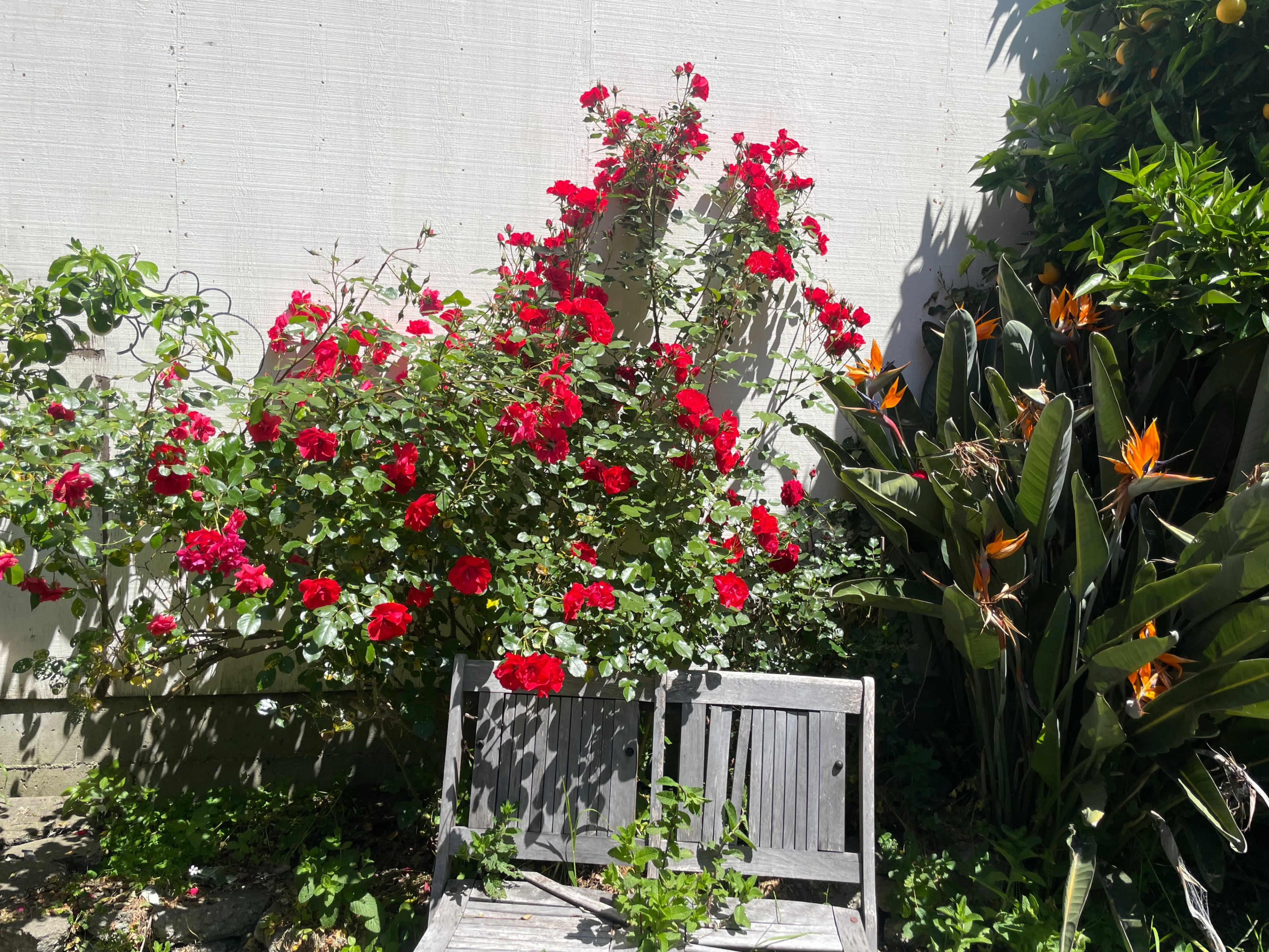Blossom Oasis: A Lush Backyard Retreat Image in Mission District, San Francisco, CA
