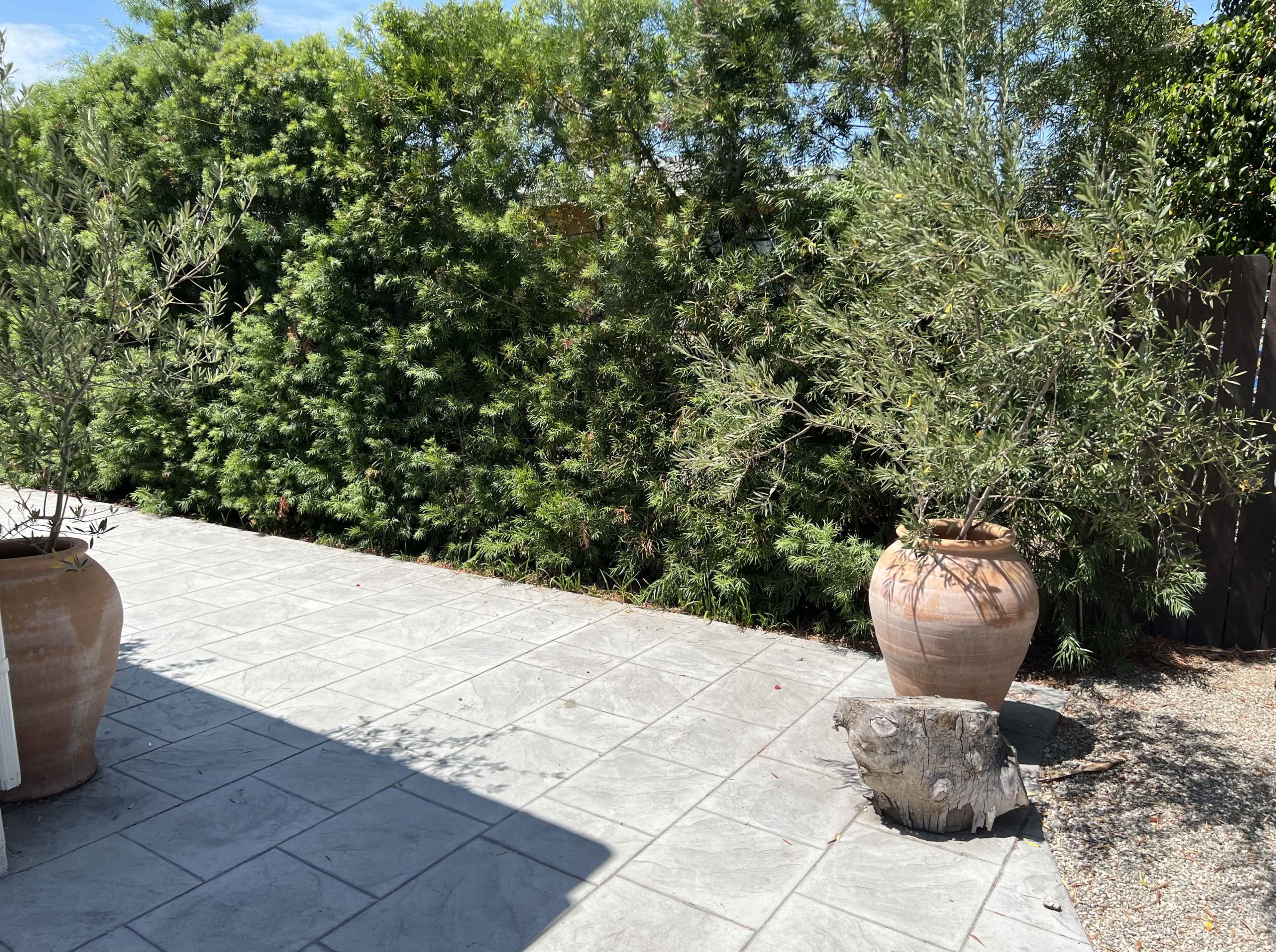 A patio area with two large pots containing greenery, surrounded by a stone walkway and a backdrop of dense shrubs.