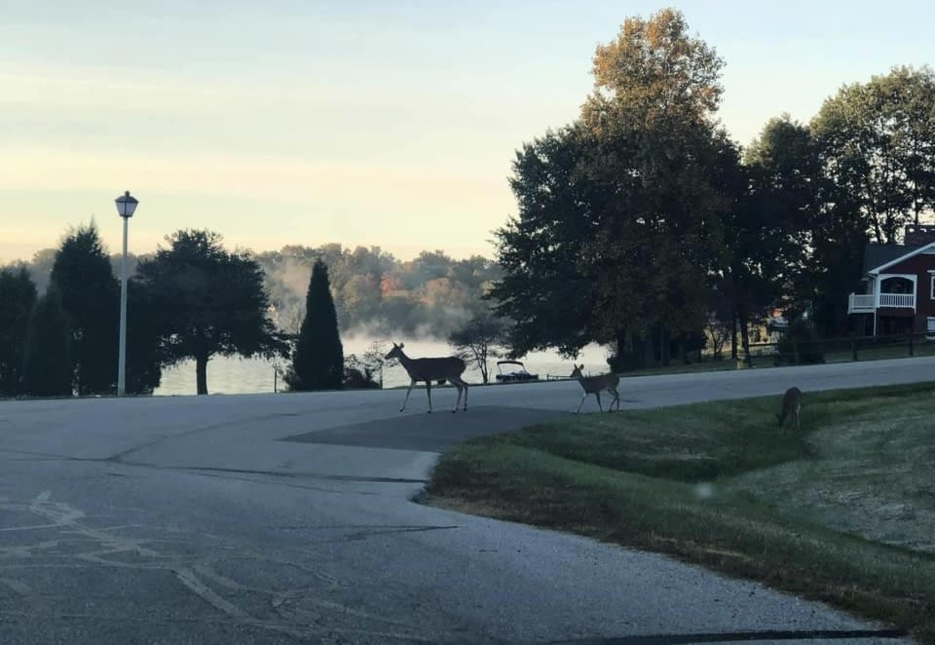 A group of deer crosses a road near a lake, with trees and a building in the background.