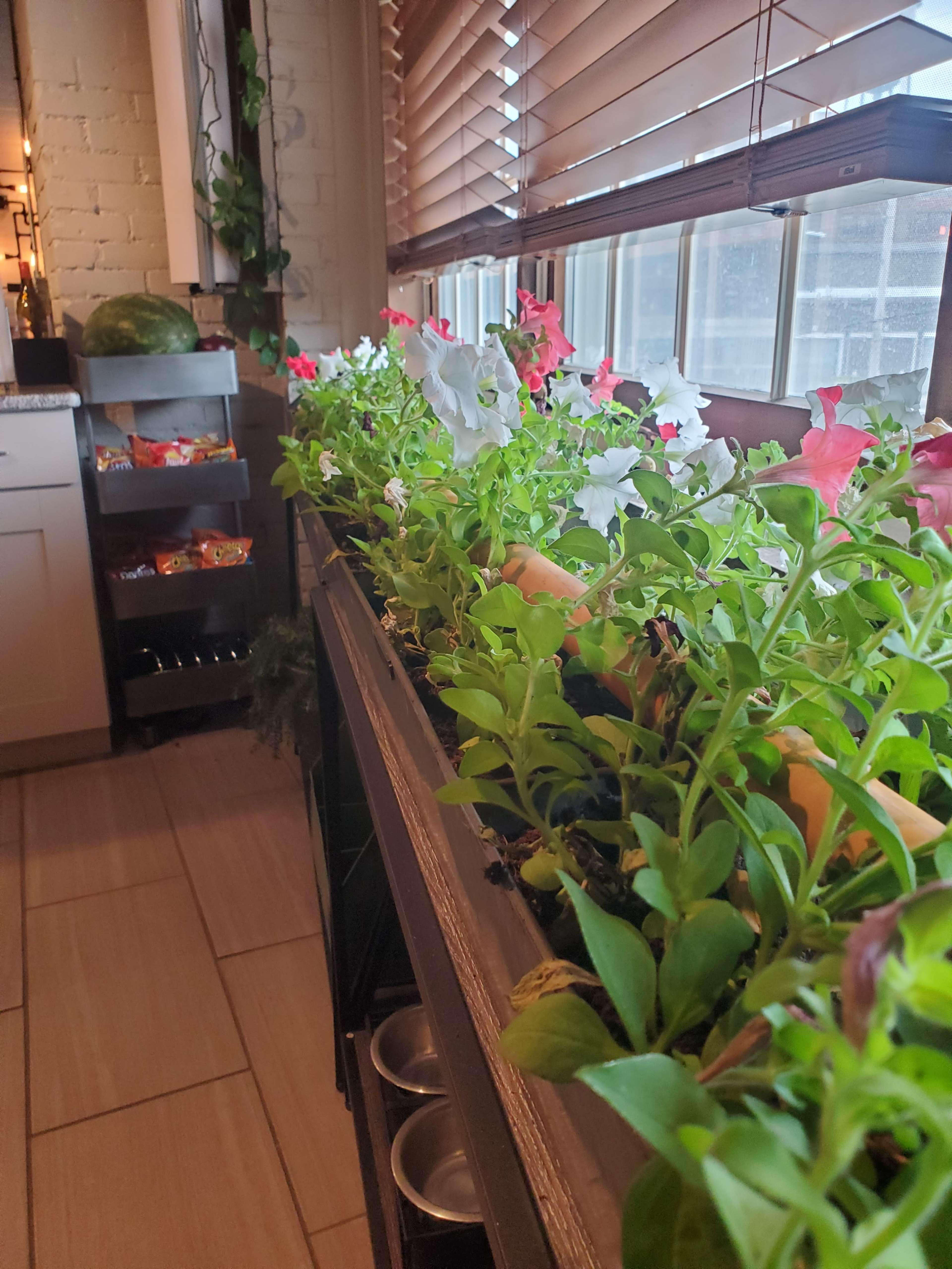 A row of flowering plants sits in a long planter near a window in a kitchen area.
