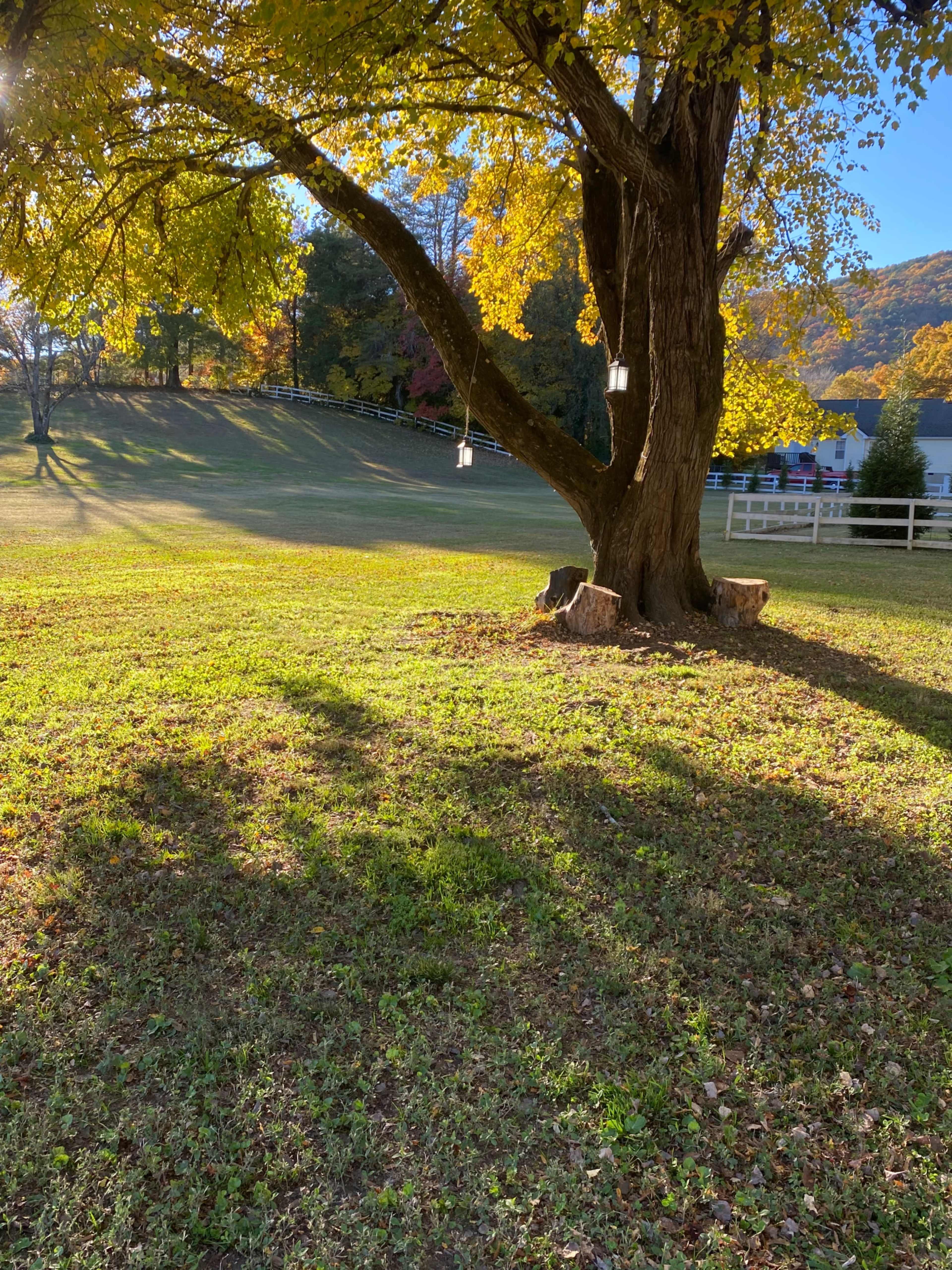 A large tree with vibrant yellow leaves stands in a grassy area, casting long shadows on the ground, with stumps visible beneath it.