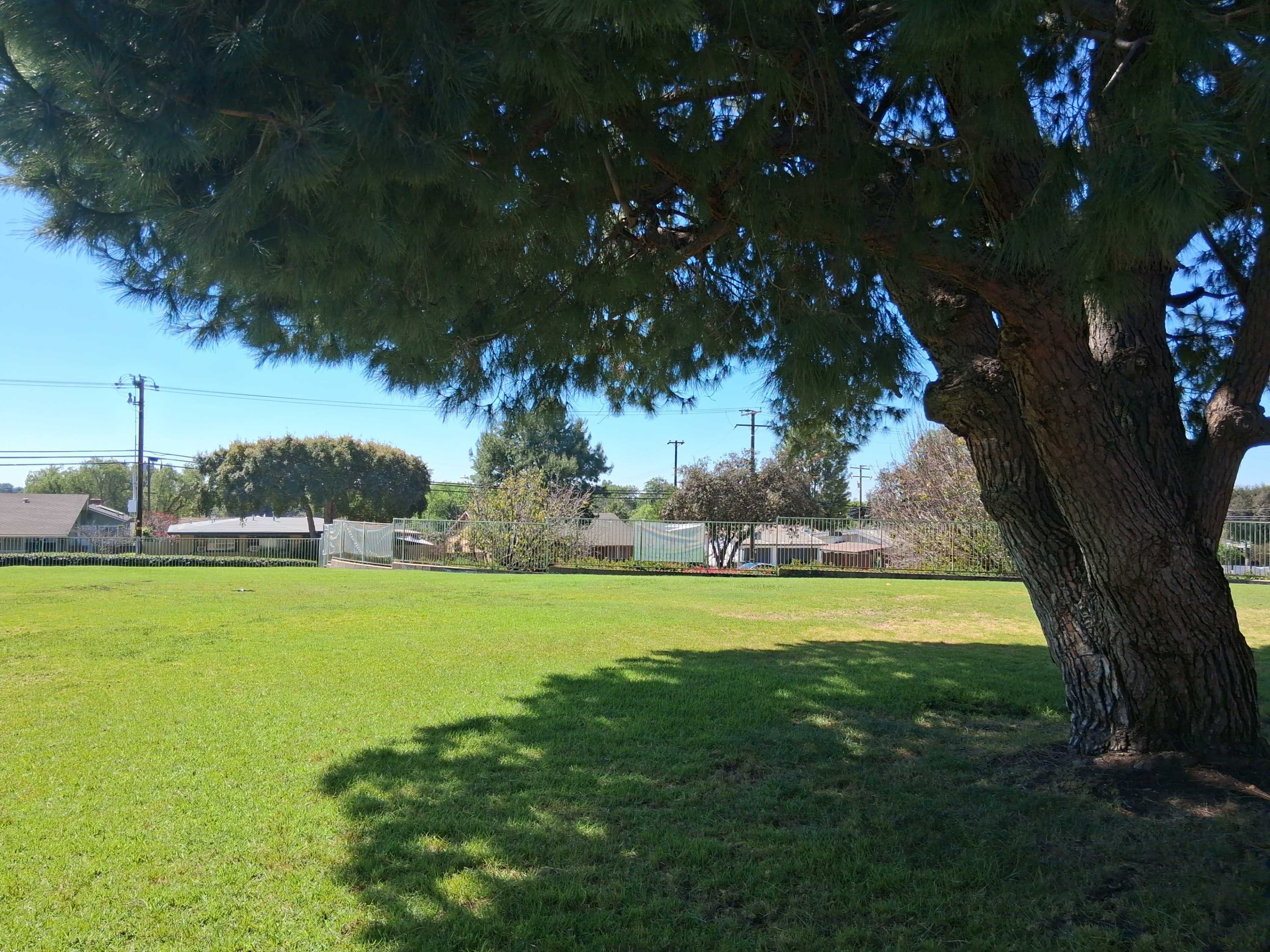 A large pine tree casts a shadow on a well-maintained grassy area, with houses and trees visible in the background under a clear blue sky.