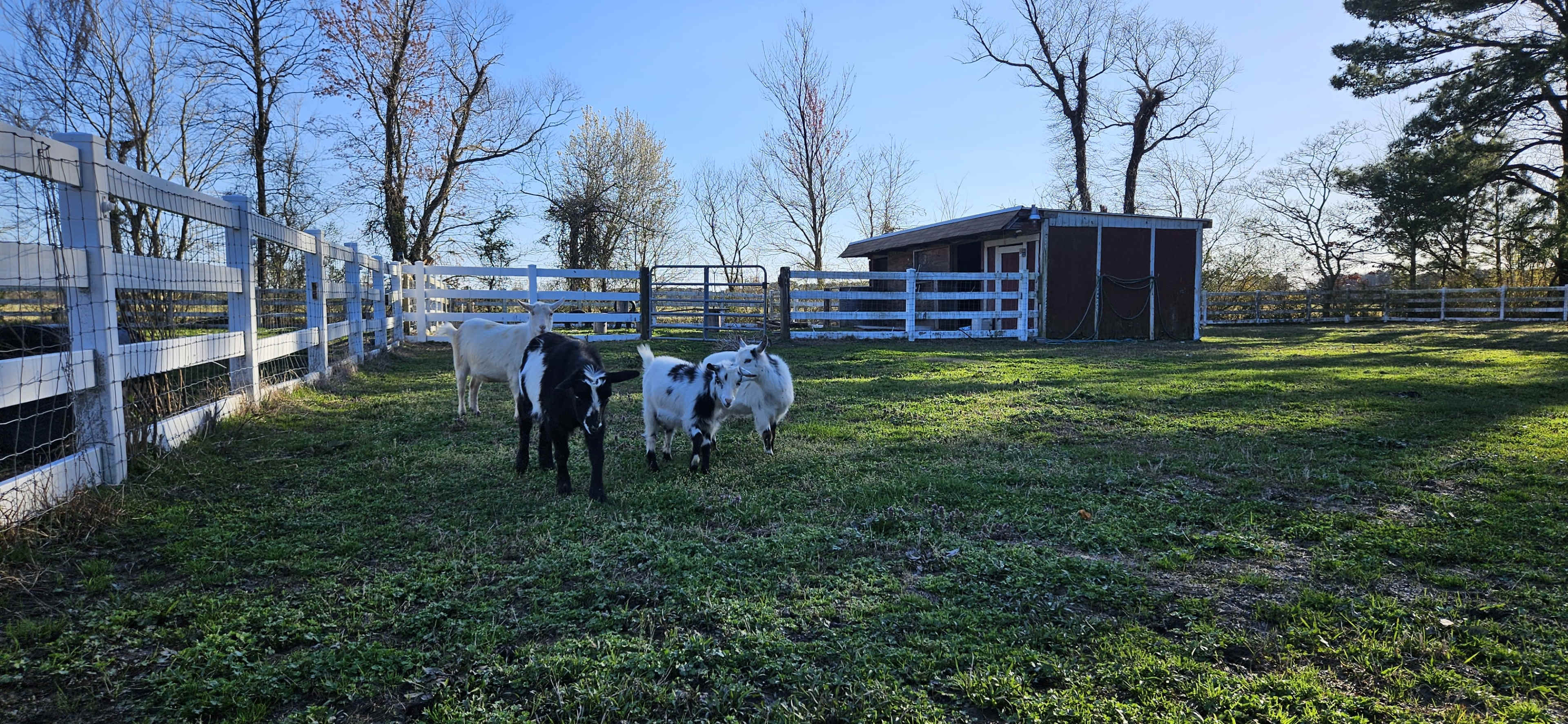 Three goats walk in a grassy area near a wooden shed surrounded by a white fence and trees.