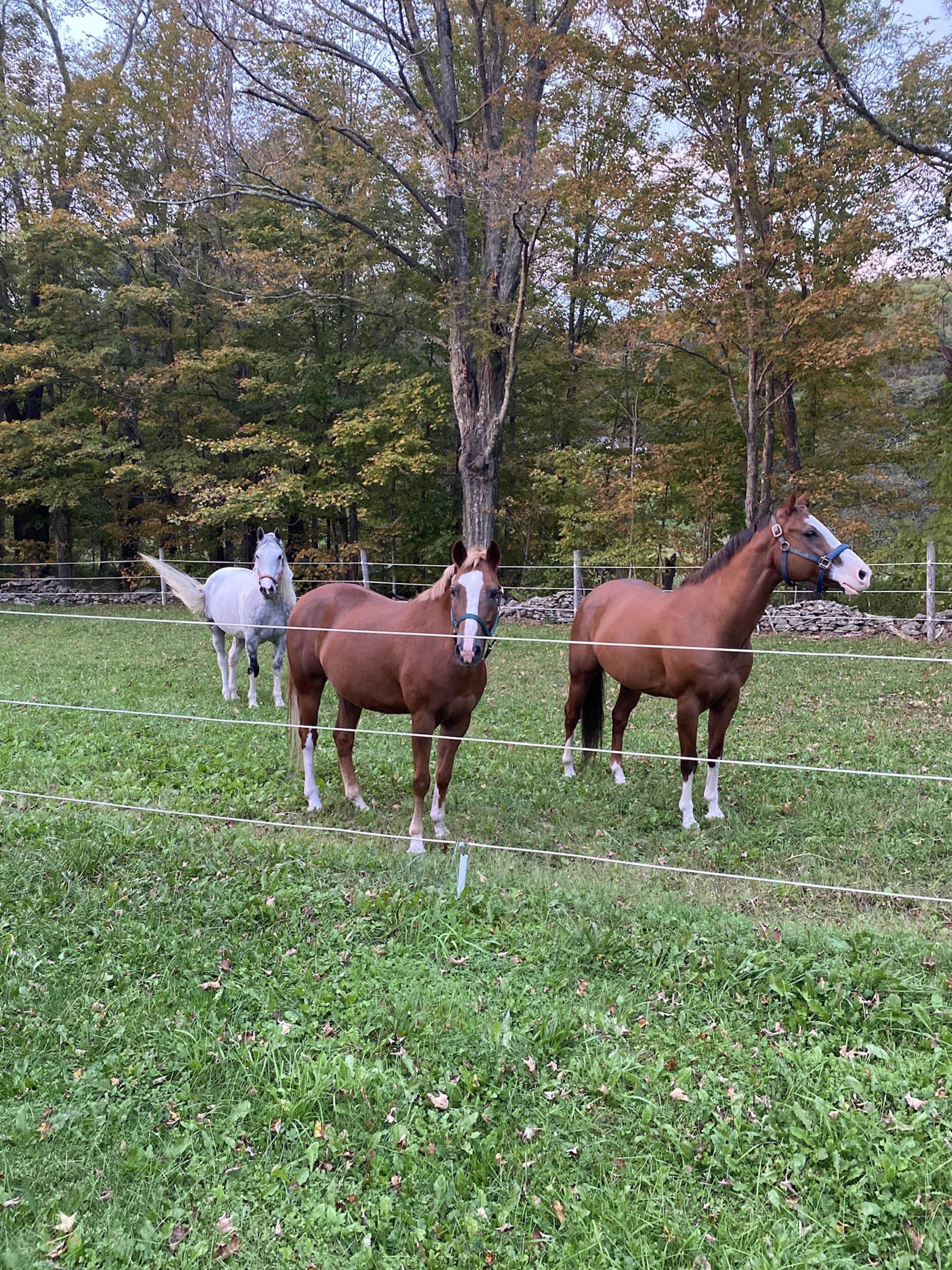 Three horses, two brown and one gray, stand in a grassy field surrounded by trees.