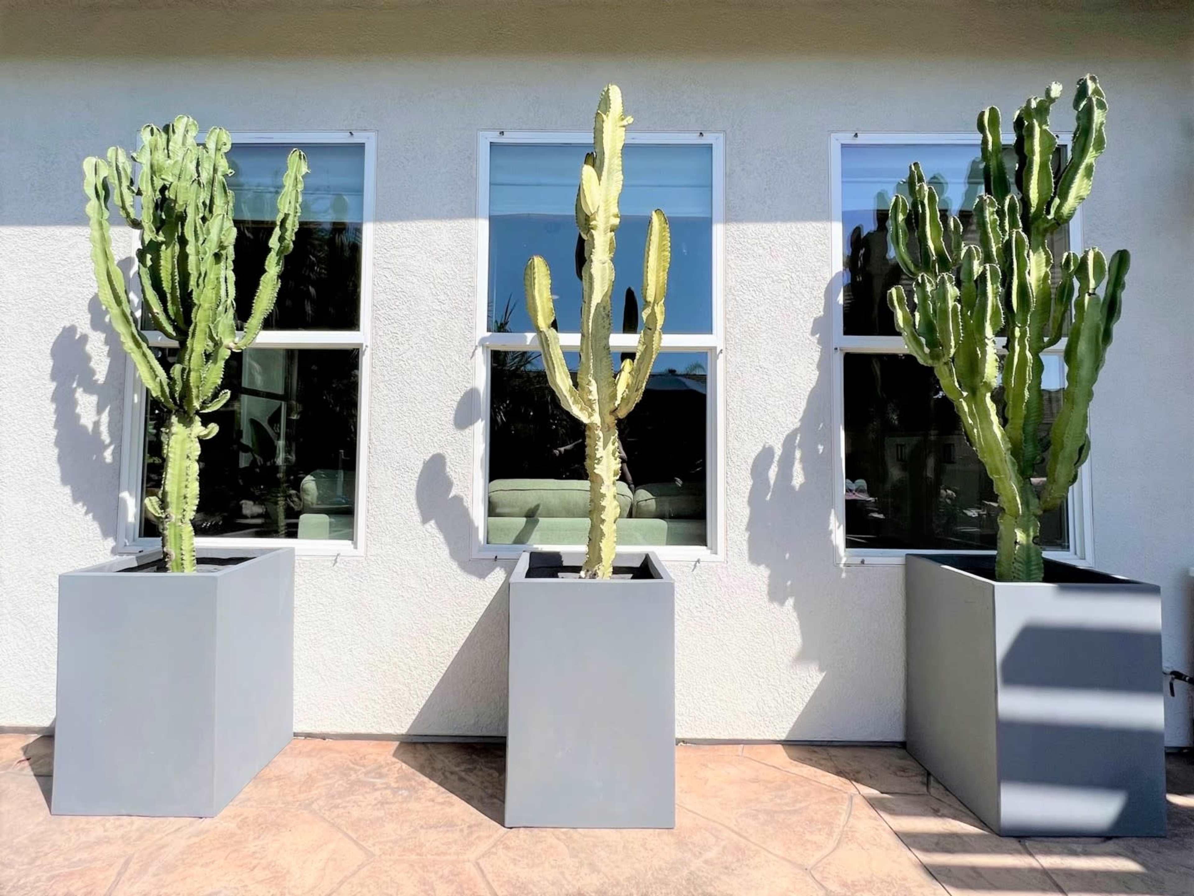 Three tall cacti are planted in gray square pots against a wall with three large windows.