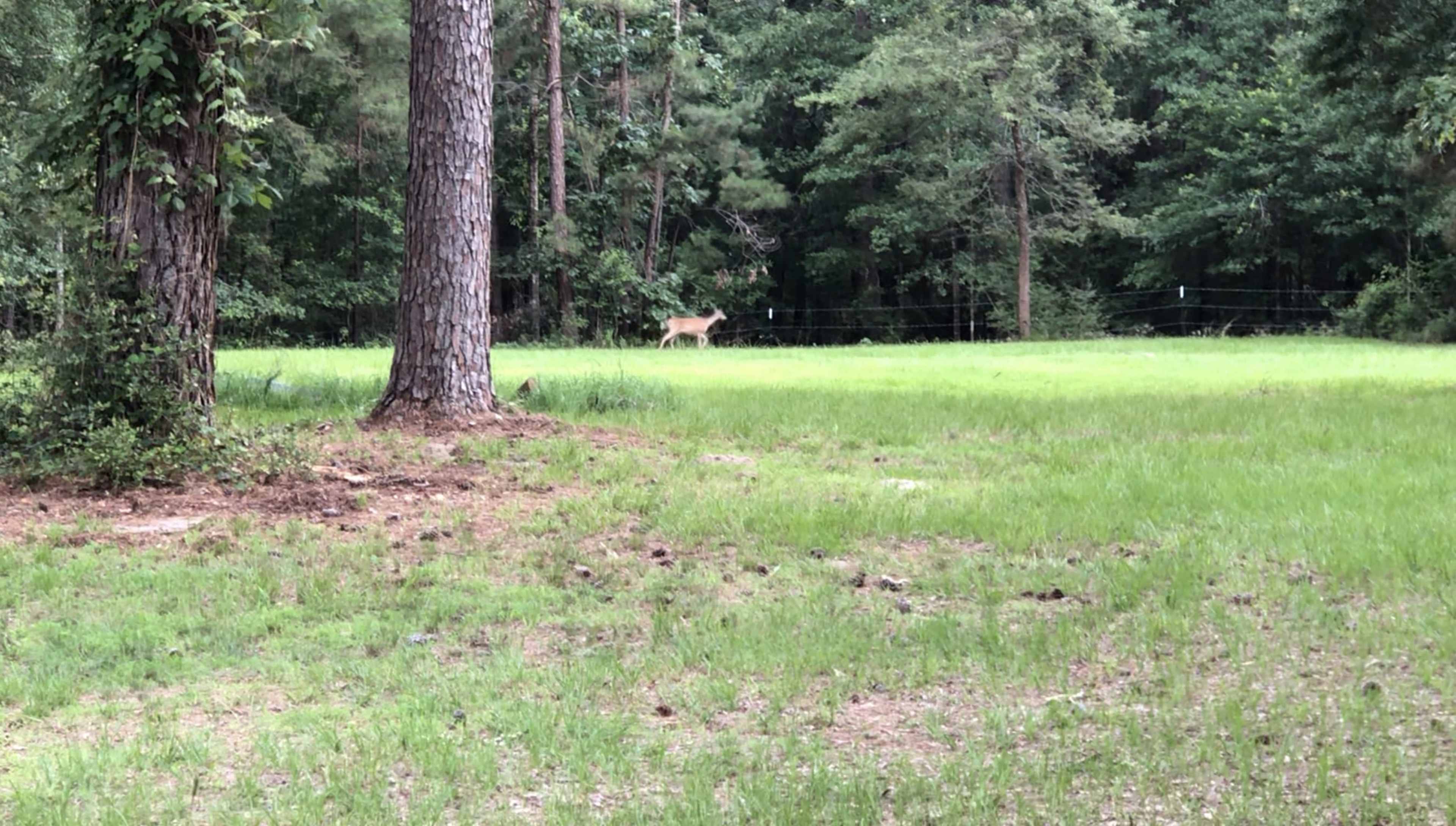 A deer is seen running across a grassy area in a wooded setting.