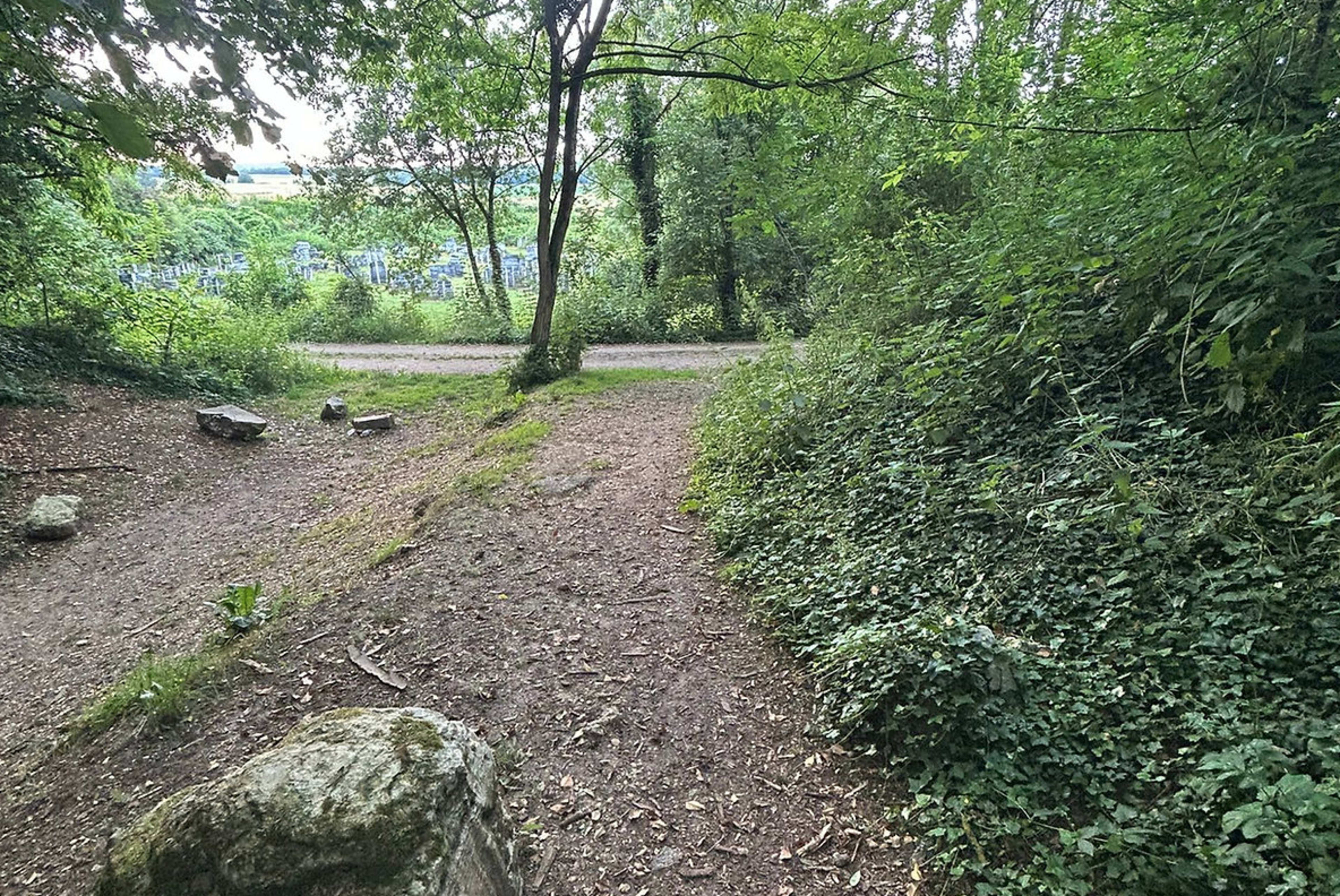 A dirt path splits between a rocky area and a dense green thicket in a wooded setting.