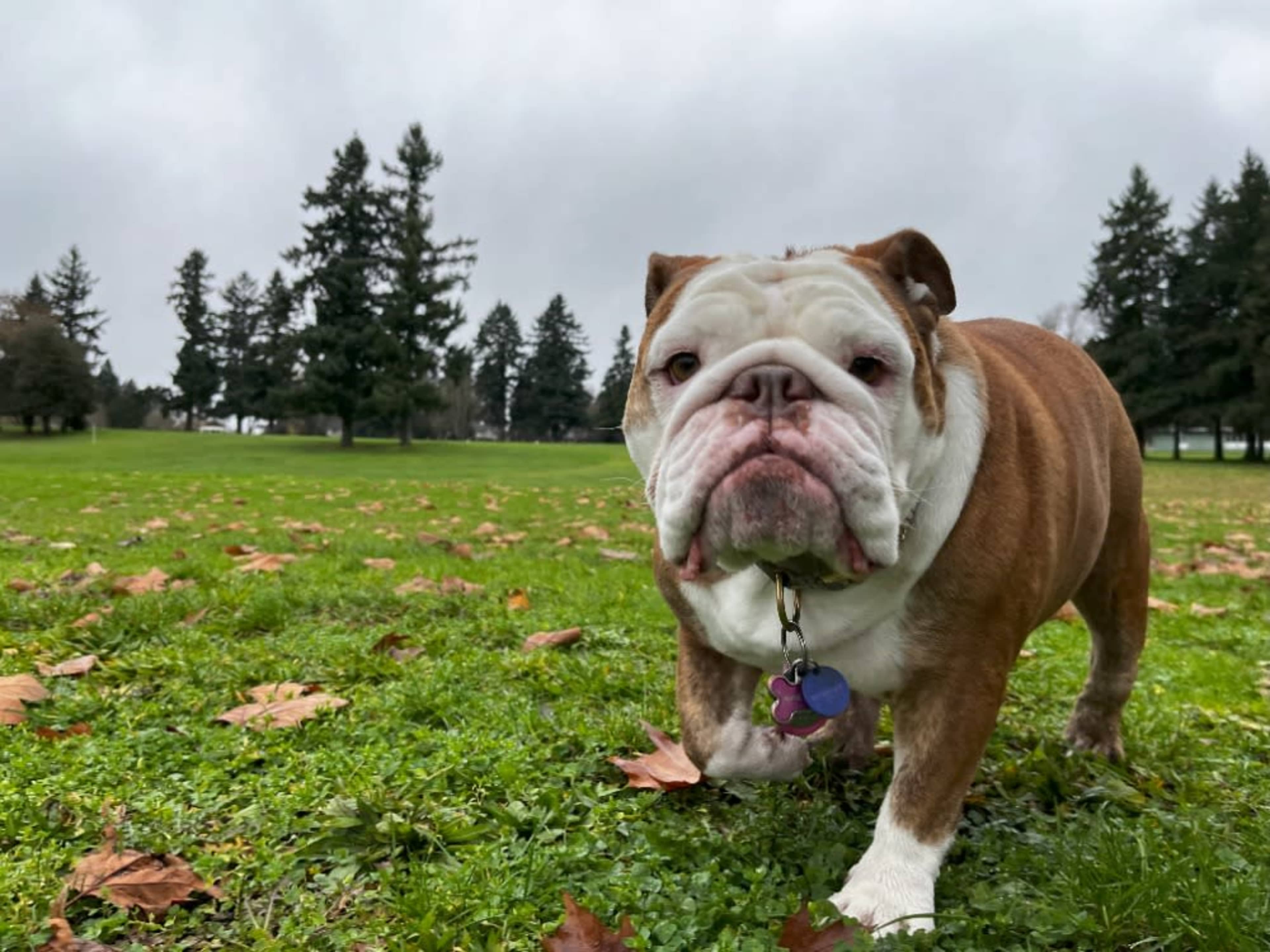 Sleepy English Bulldog