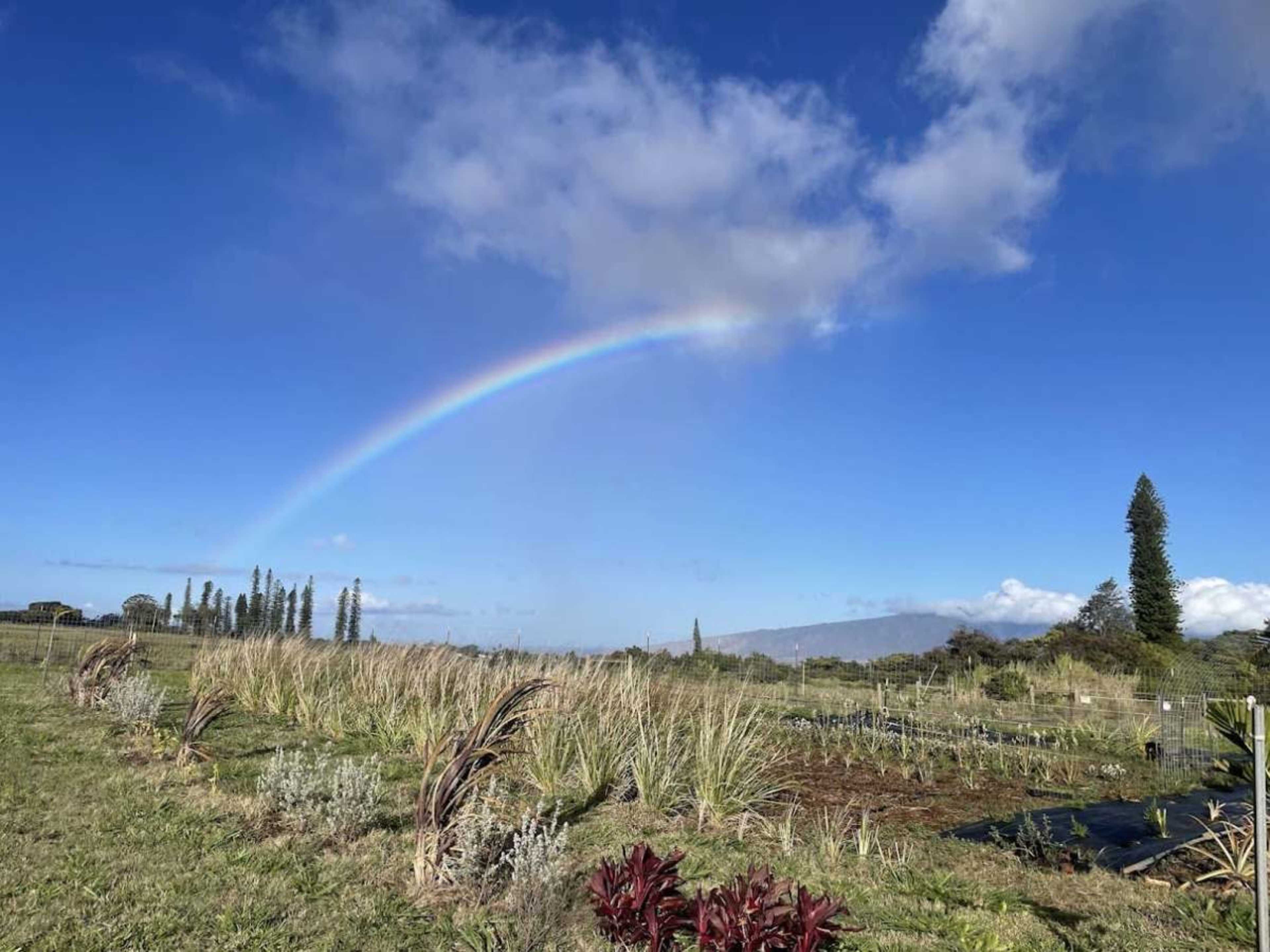 A rainbow arcs across a clear blue sky over a grassy field with various plants and trees.
